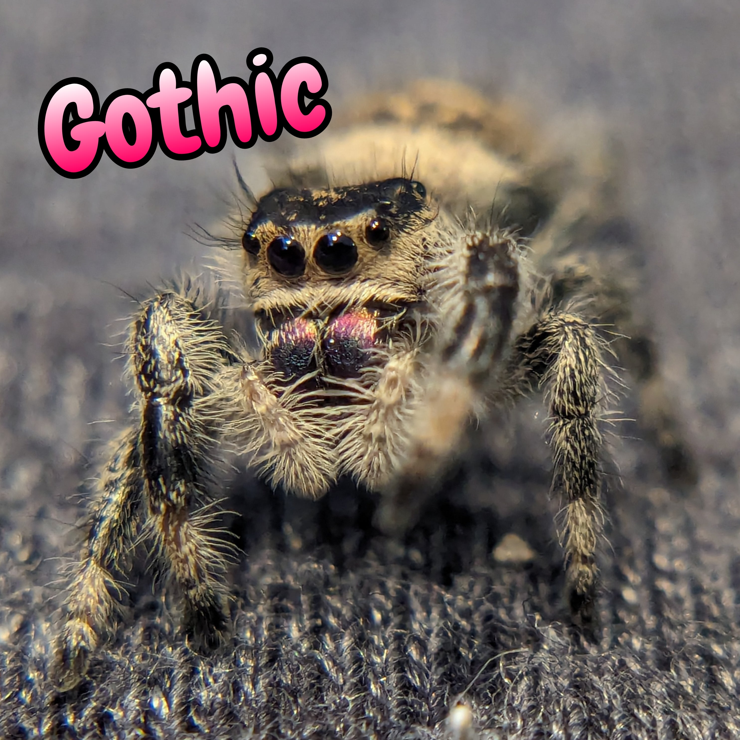 Regal Jumping Spider "Gothic"