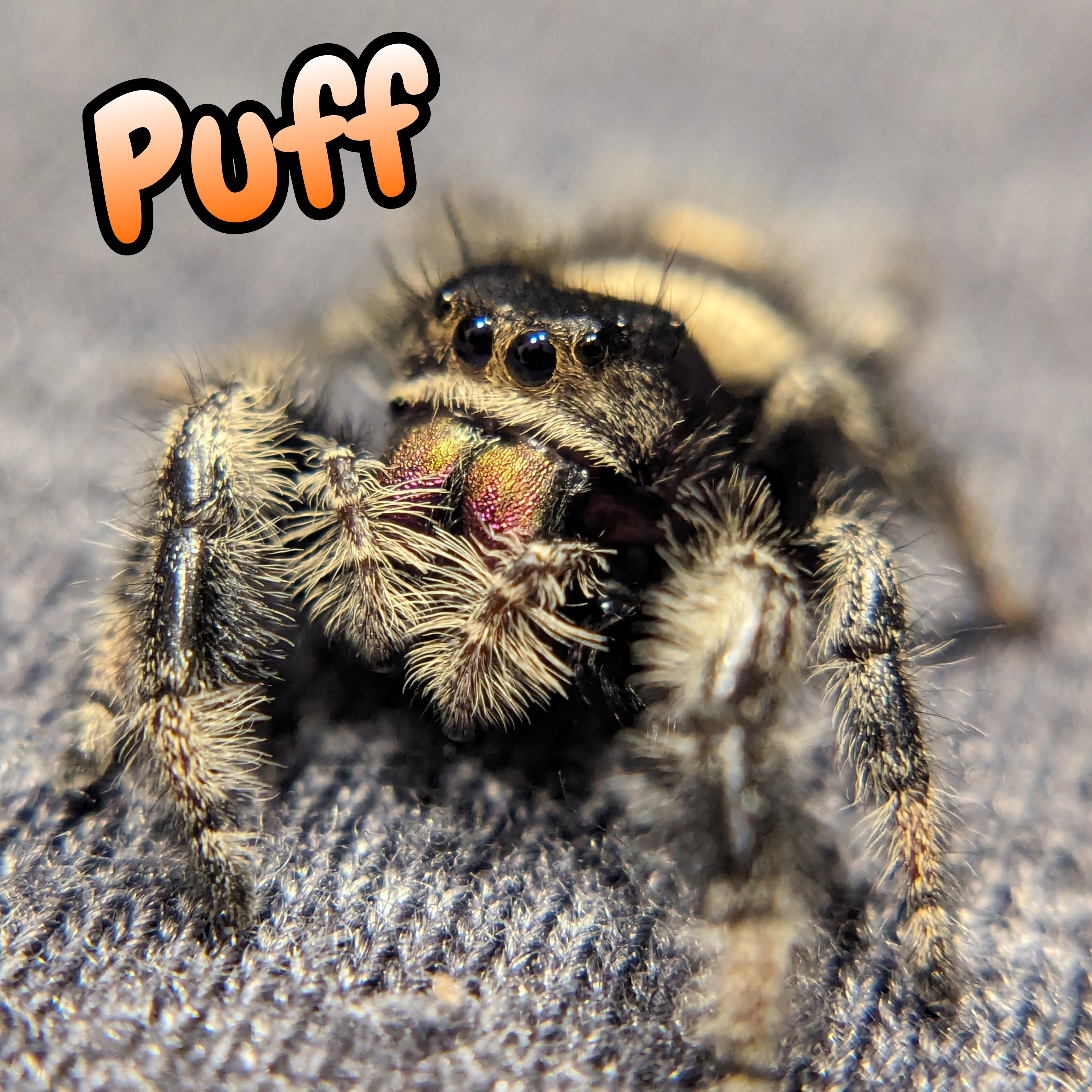 Regal Jumping Spider "Puff"