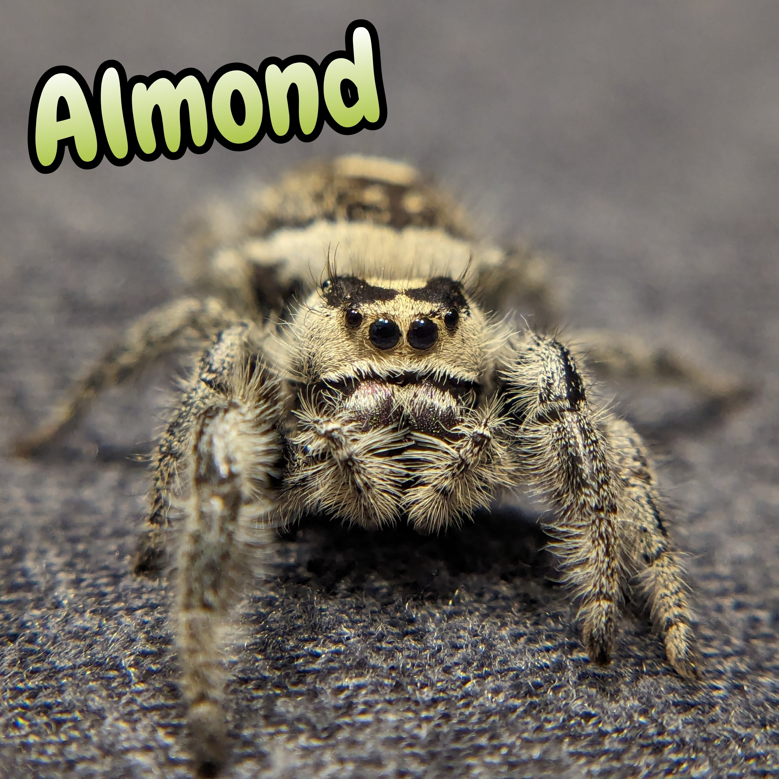 Regal Jumping Spider "Almond"