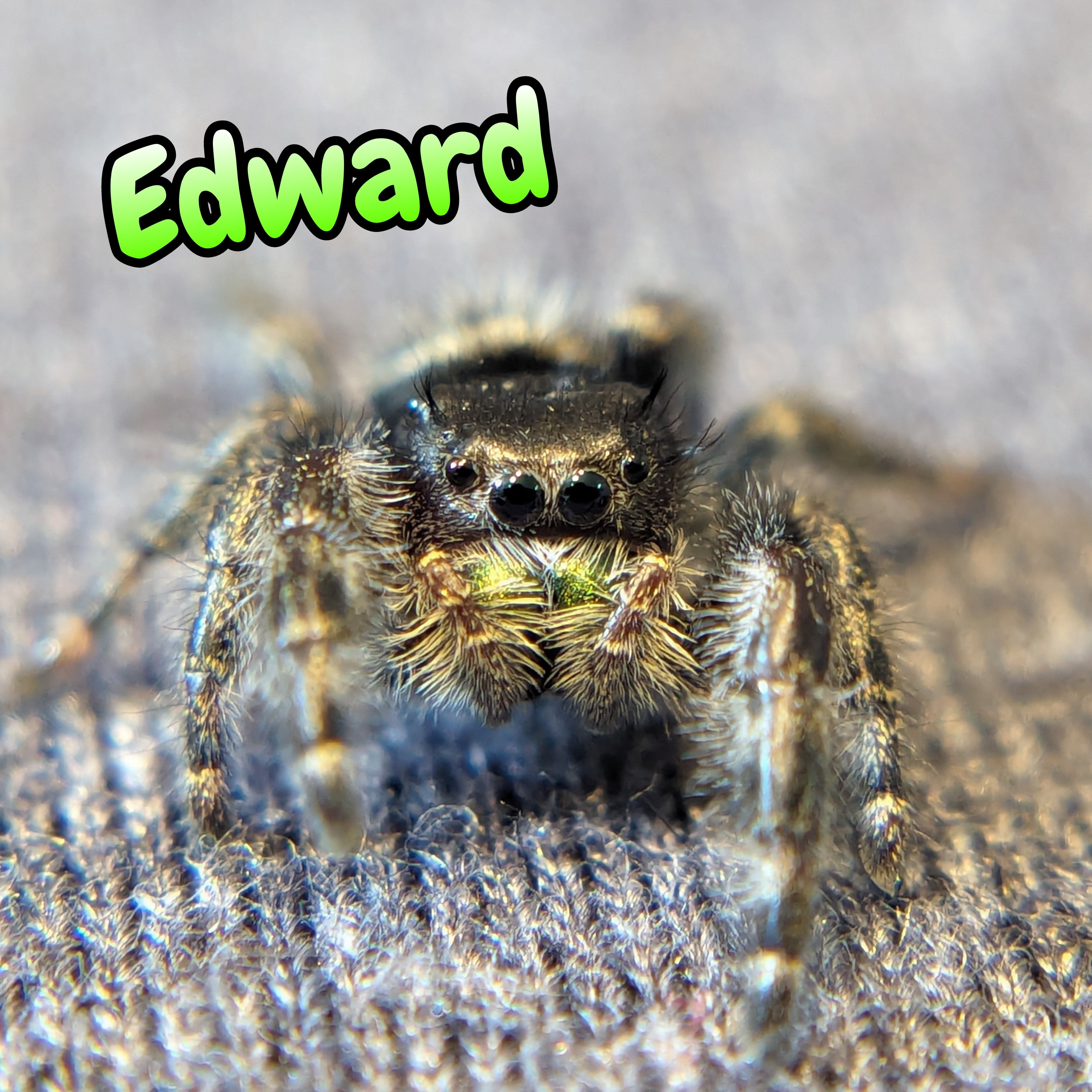 Audax Jumping Spider "Edward"