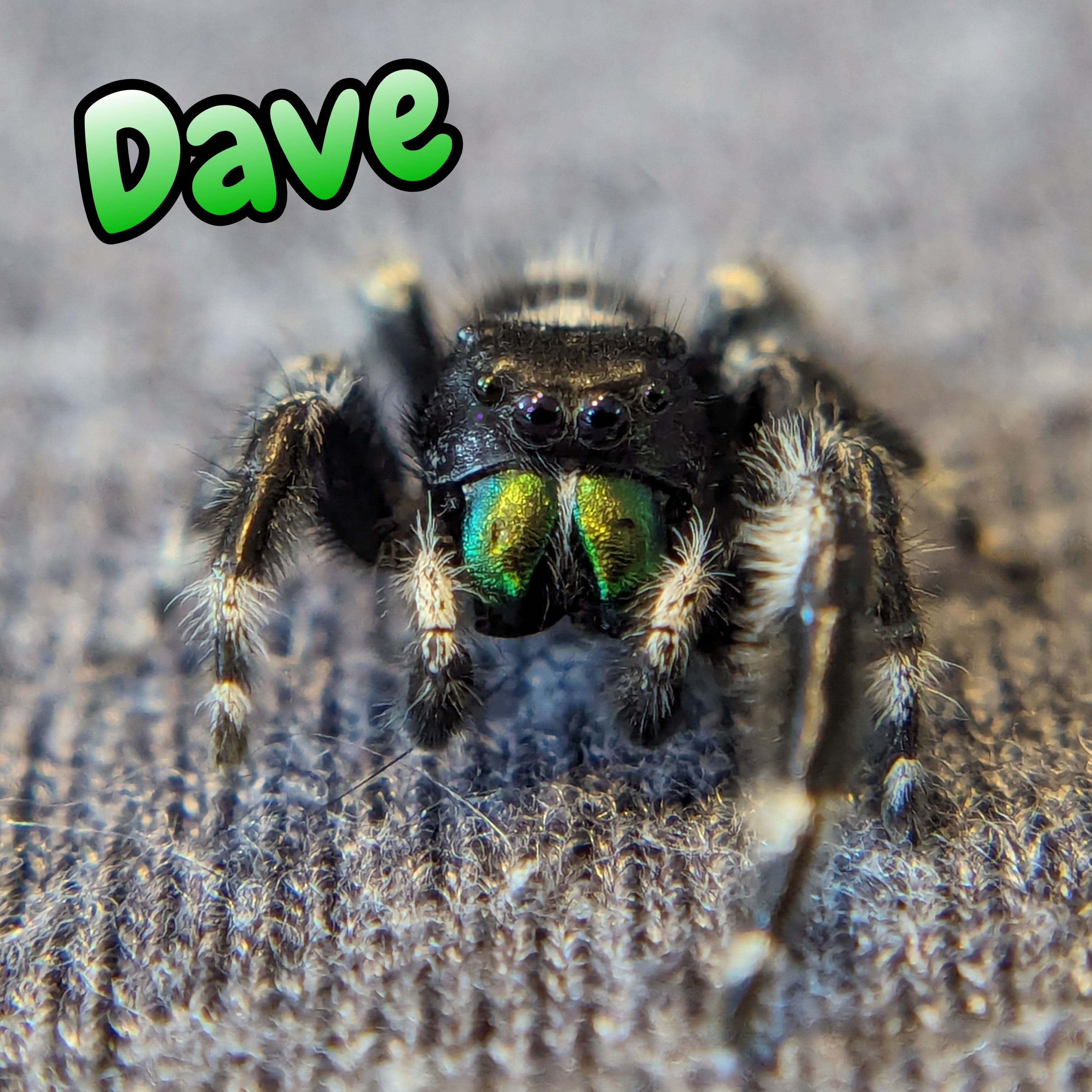 Audax Jumping Spider "Dave"