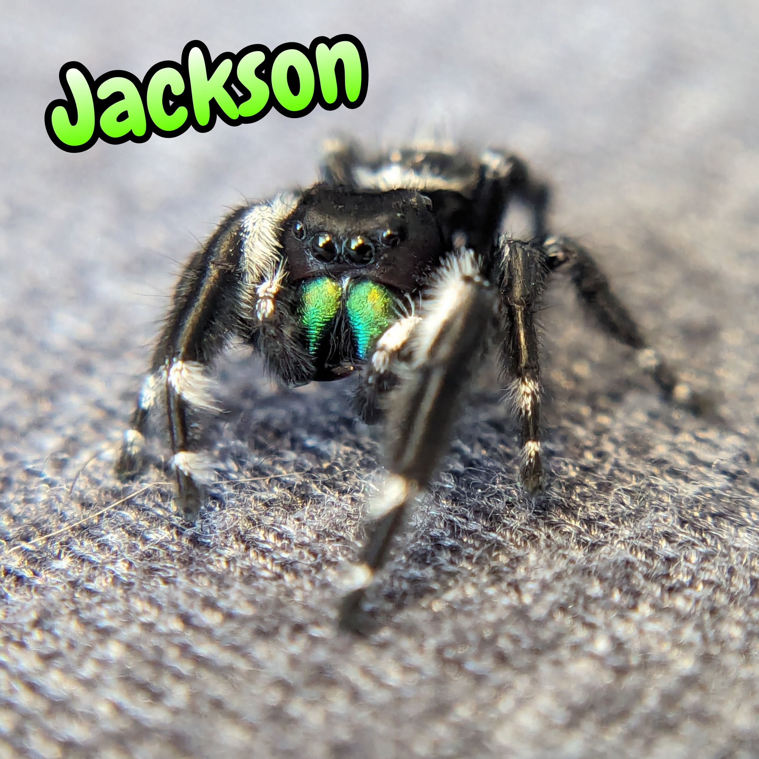 Audax Jumping Spider "Jackson"