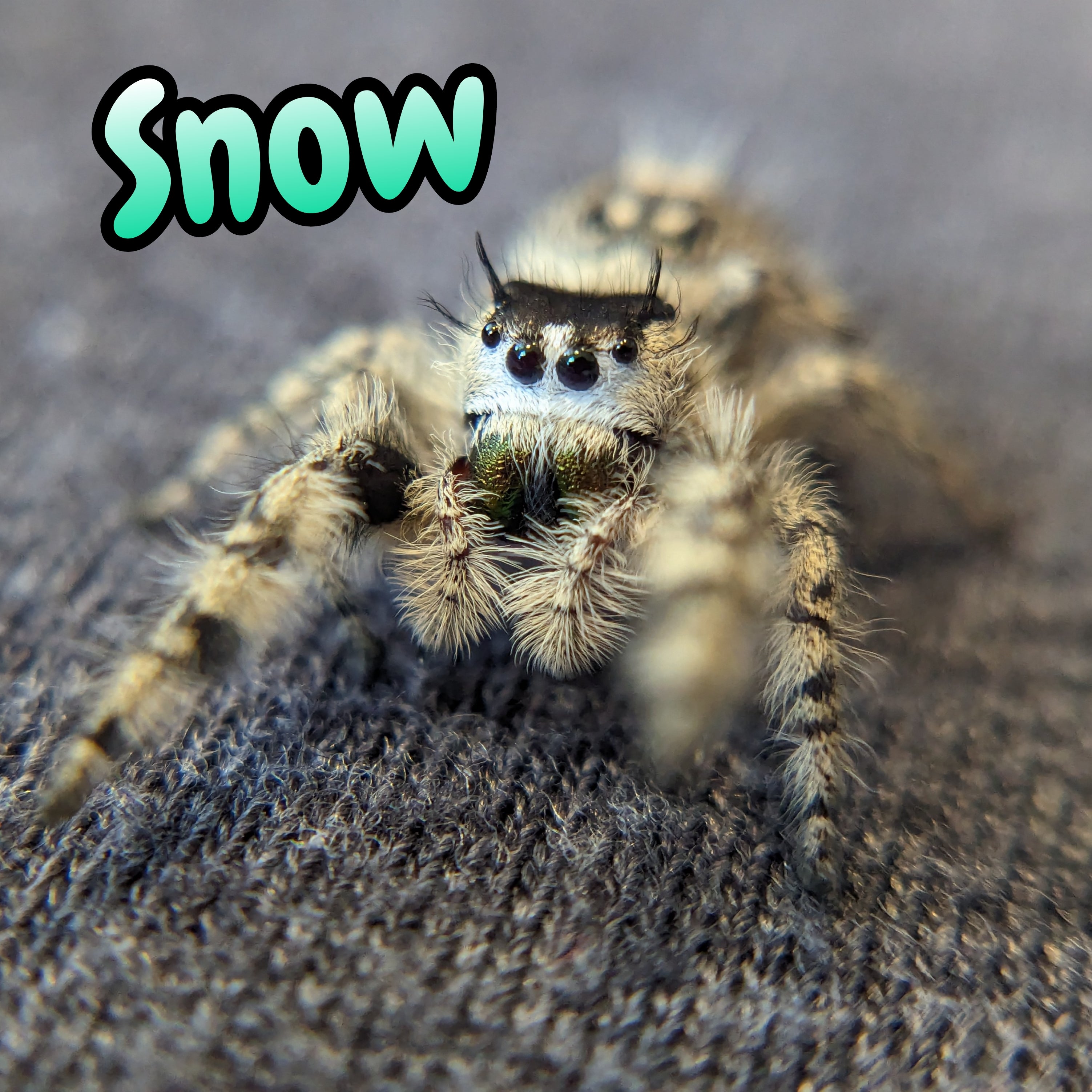 Otiosus Jumping Spider "Snow" (High White)