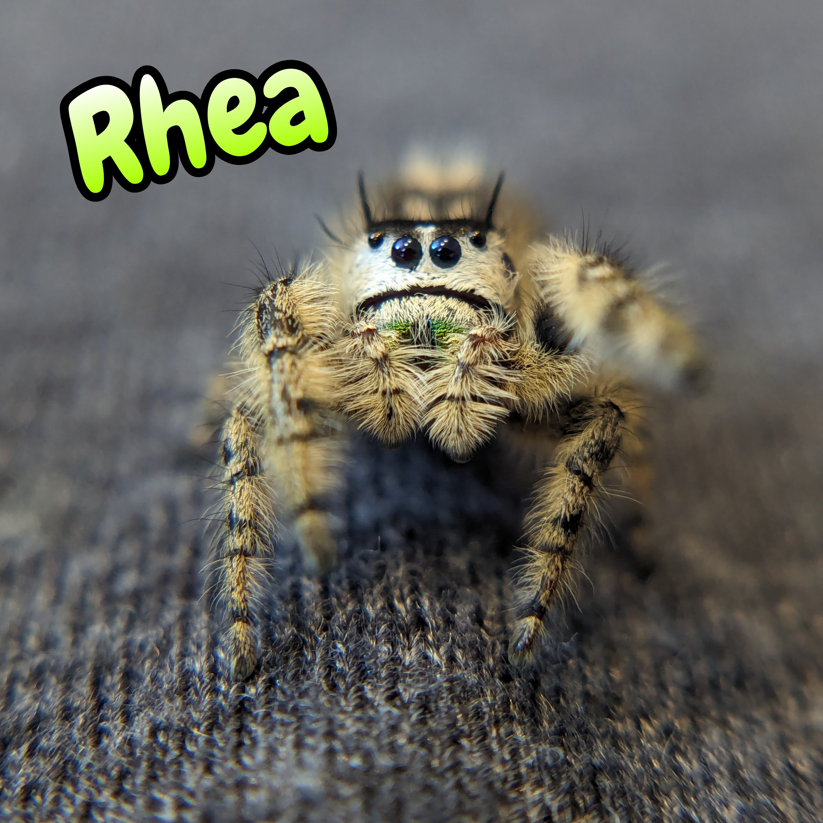 Otiosus Jumping Spider "Rhea" (High White)