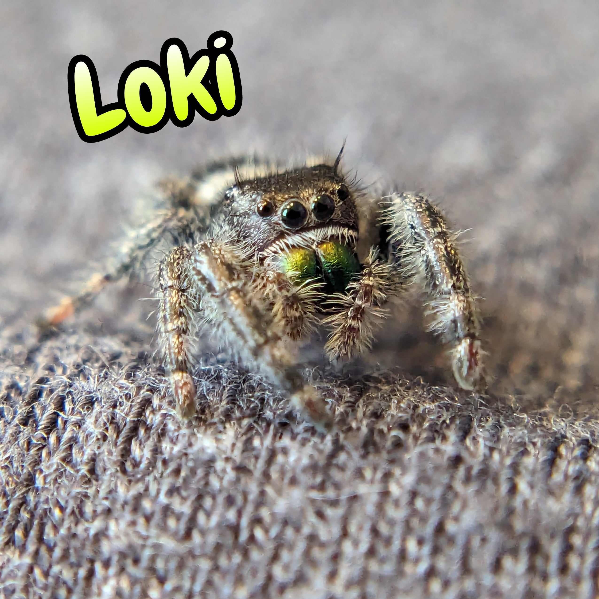 Audax Jumping Spider "Loki"