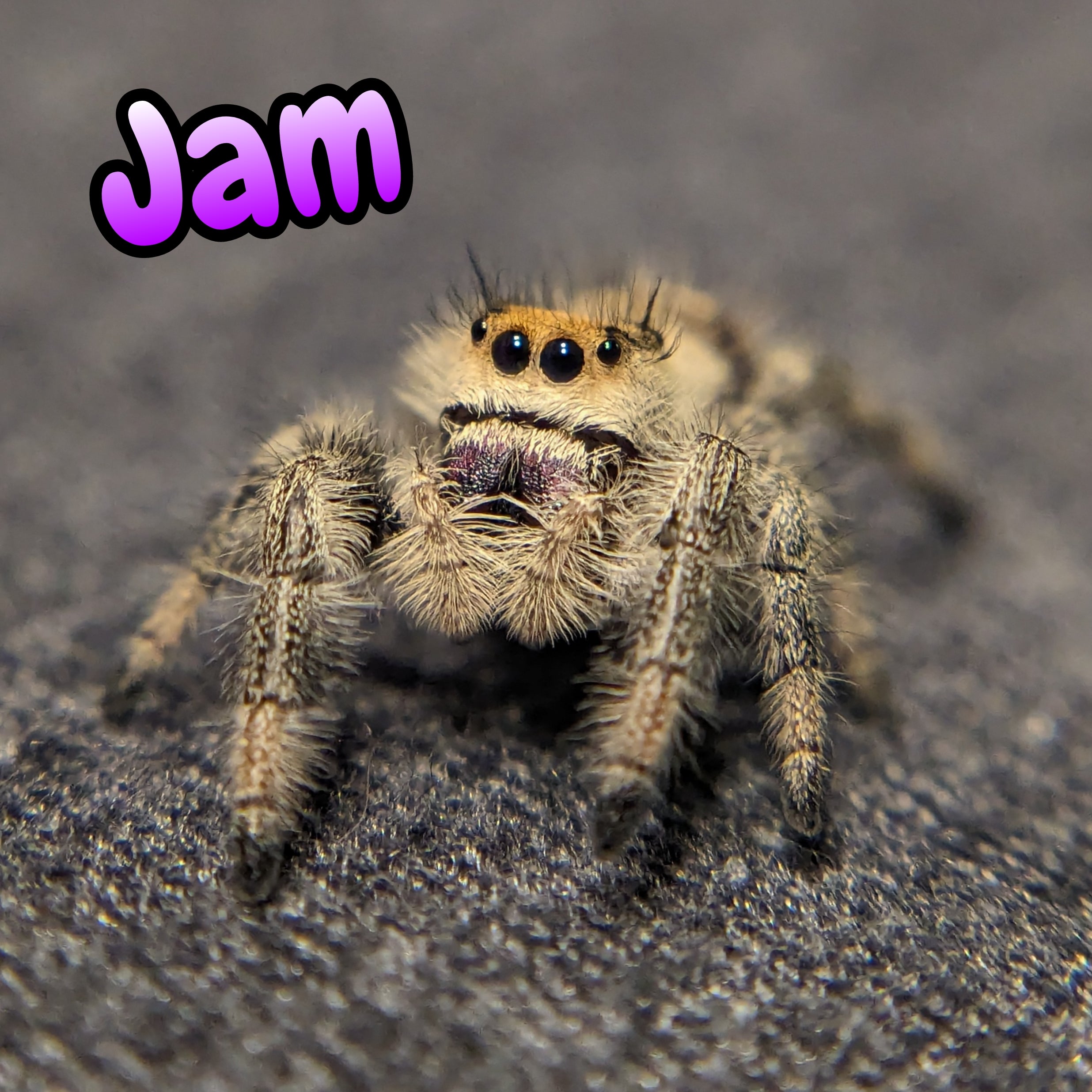 Regal Jumping Spider "Jam"