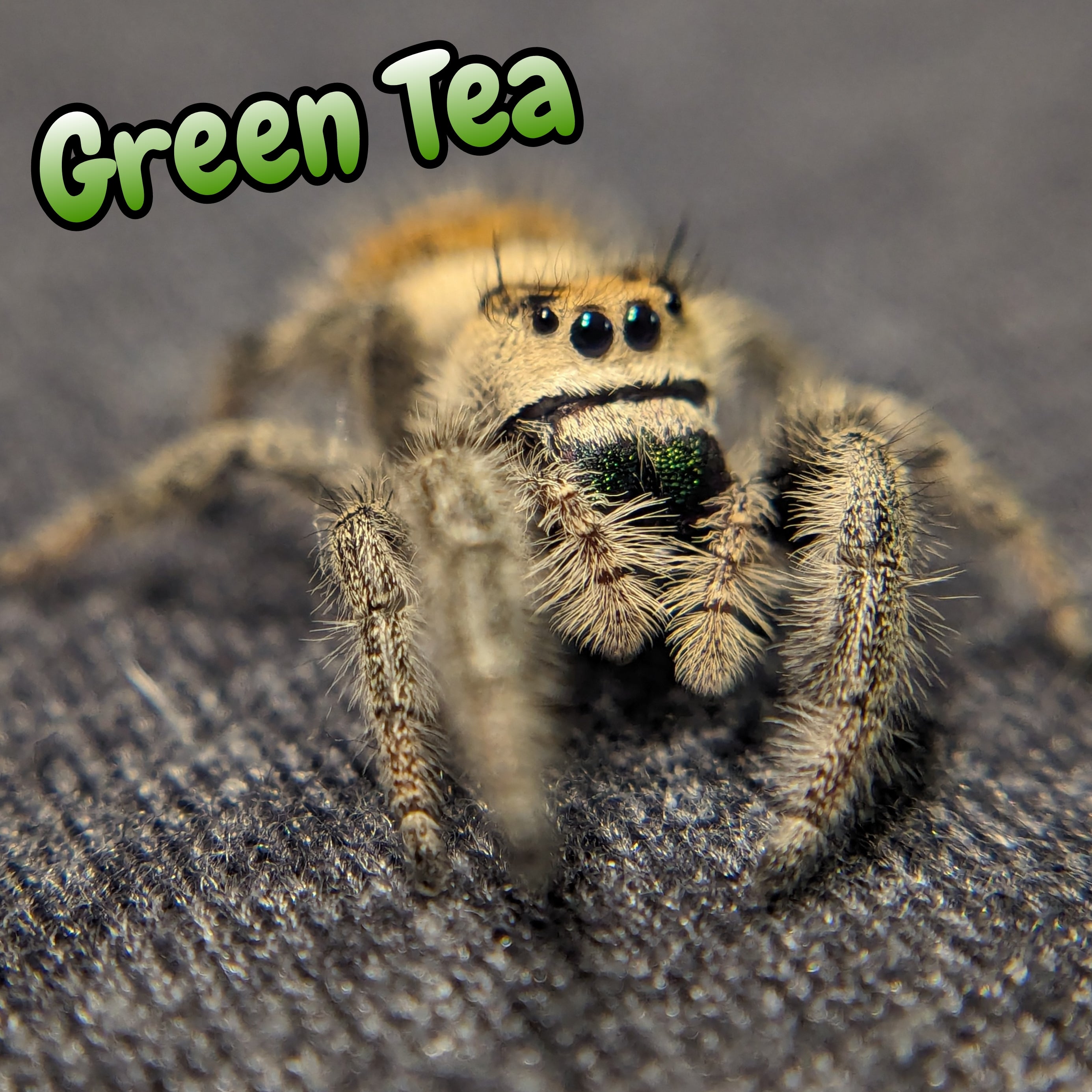 Regal Jumping Spider "Green Tea"