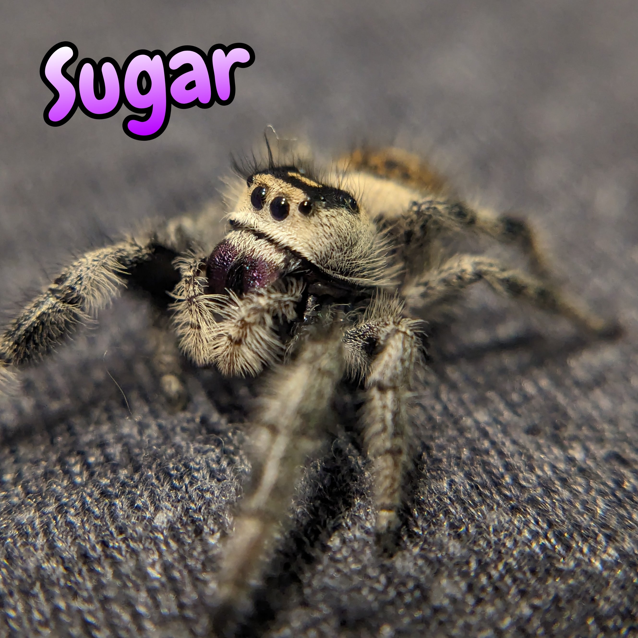 Regal Jumping Spider "Sugar"
