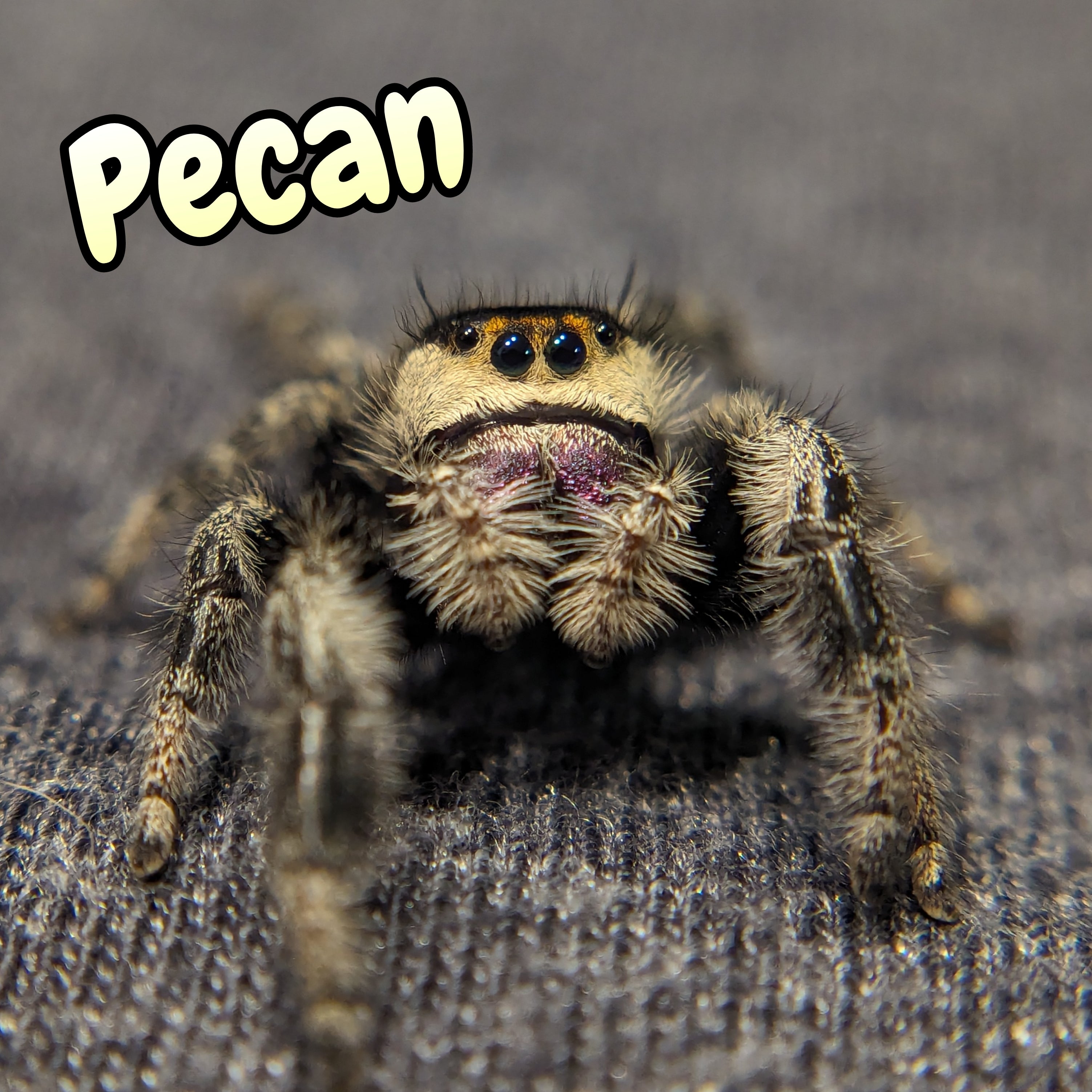 Regal Jumping Spider "Pecan"