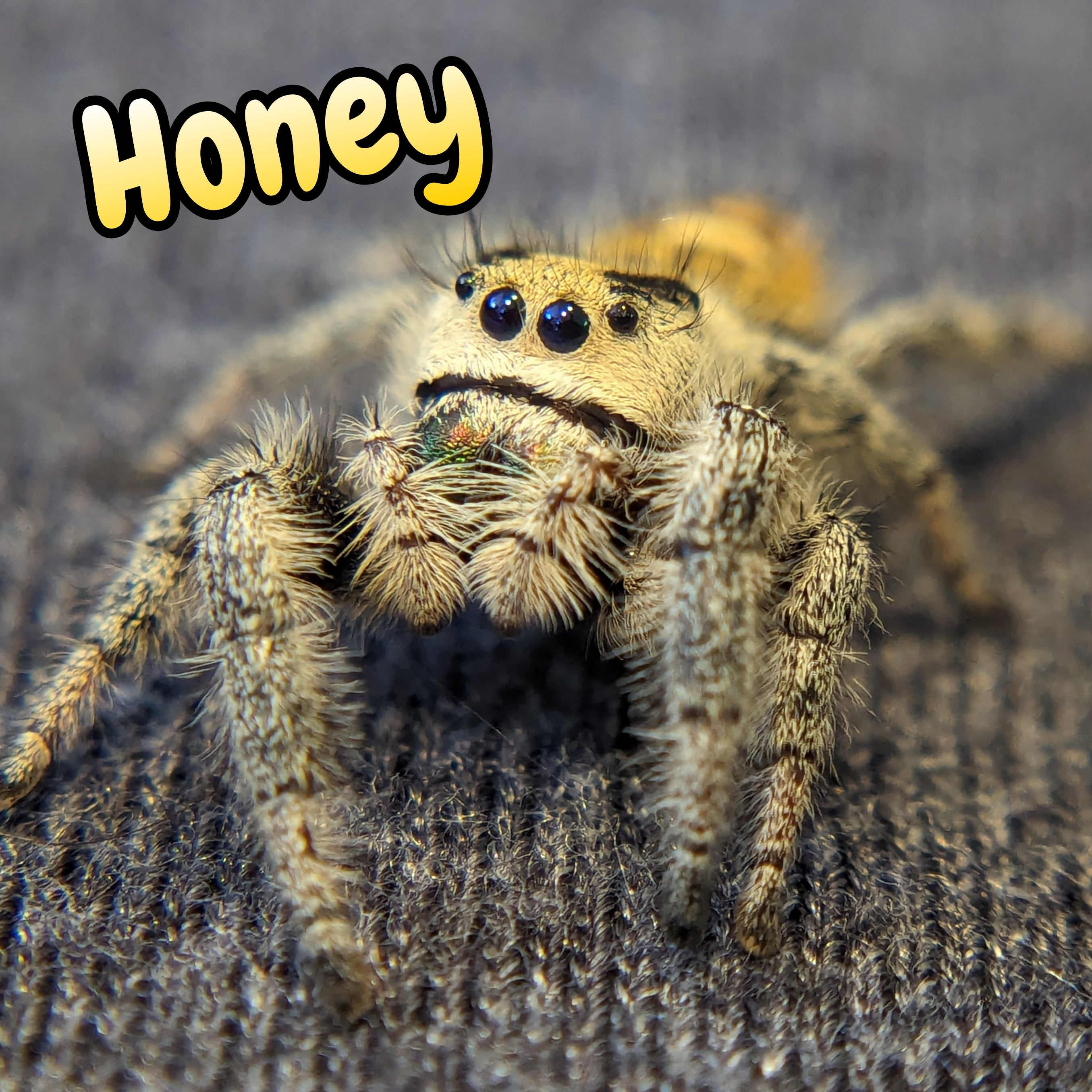 Regal Jumping Spider "Honey"