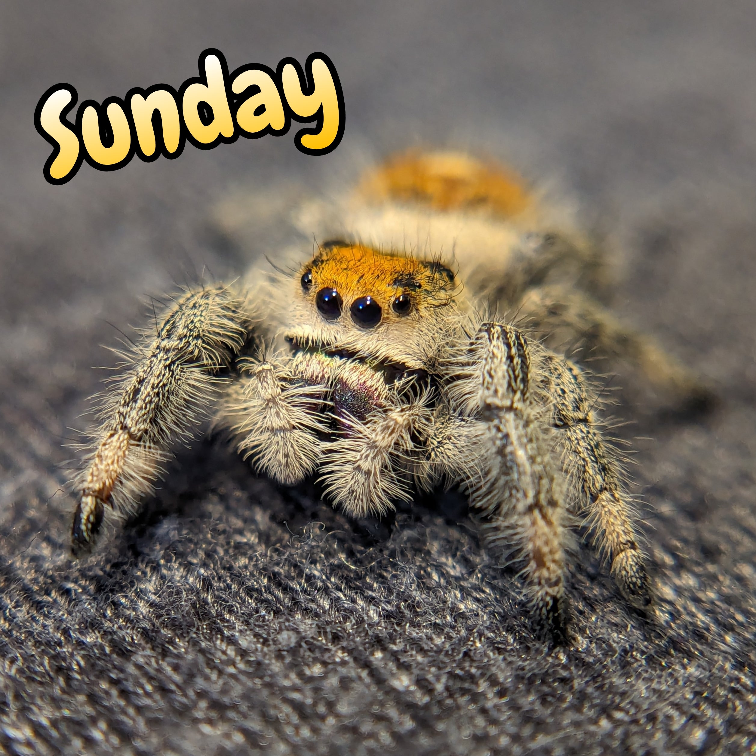 Regal Jumping Spider "Sunday"
