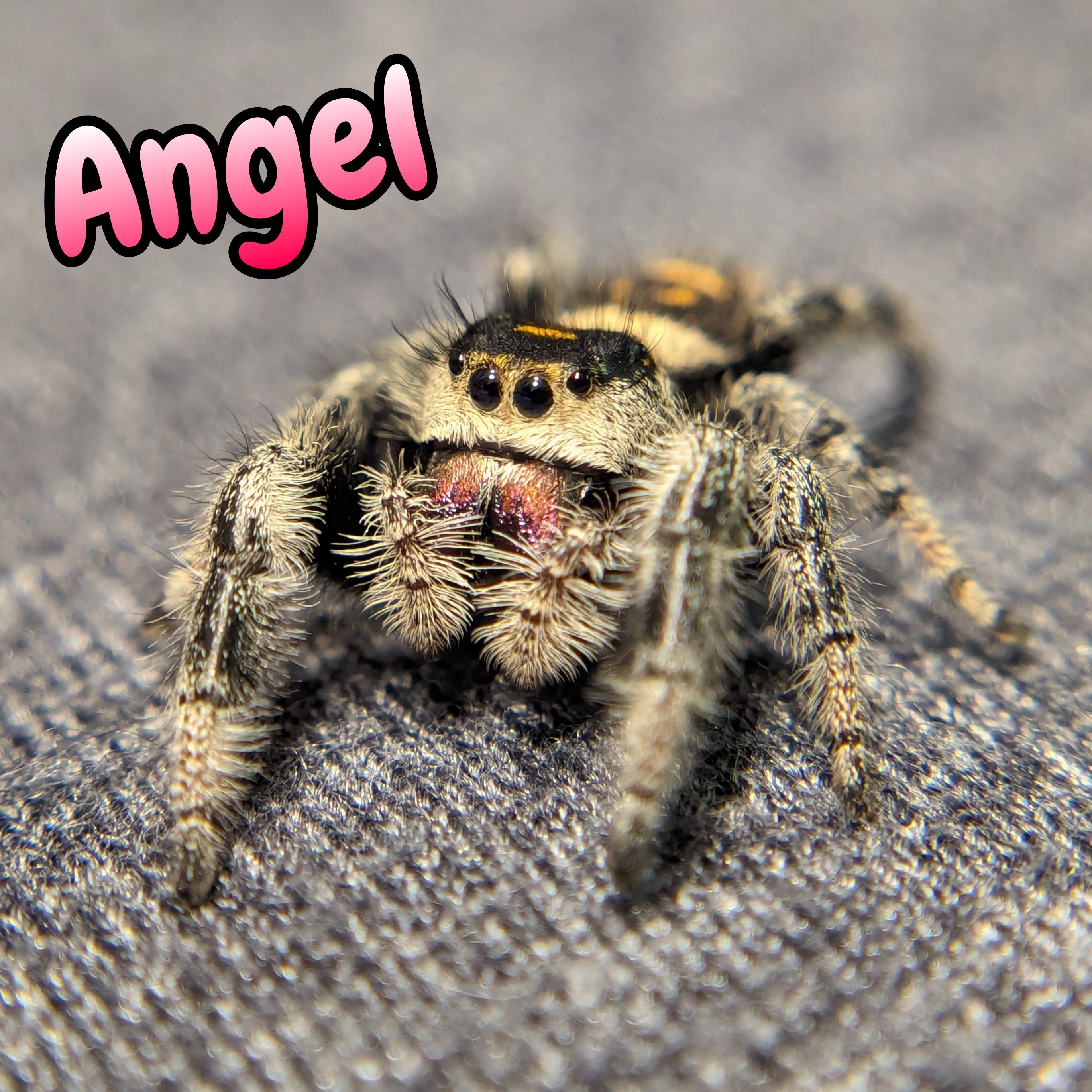 Regal Jumping Spider "Angel"