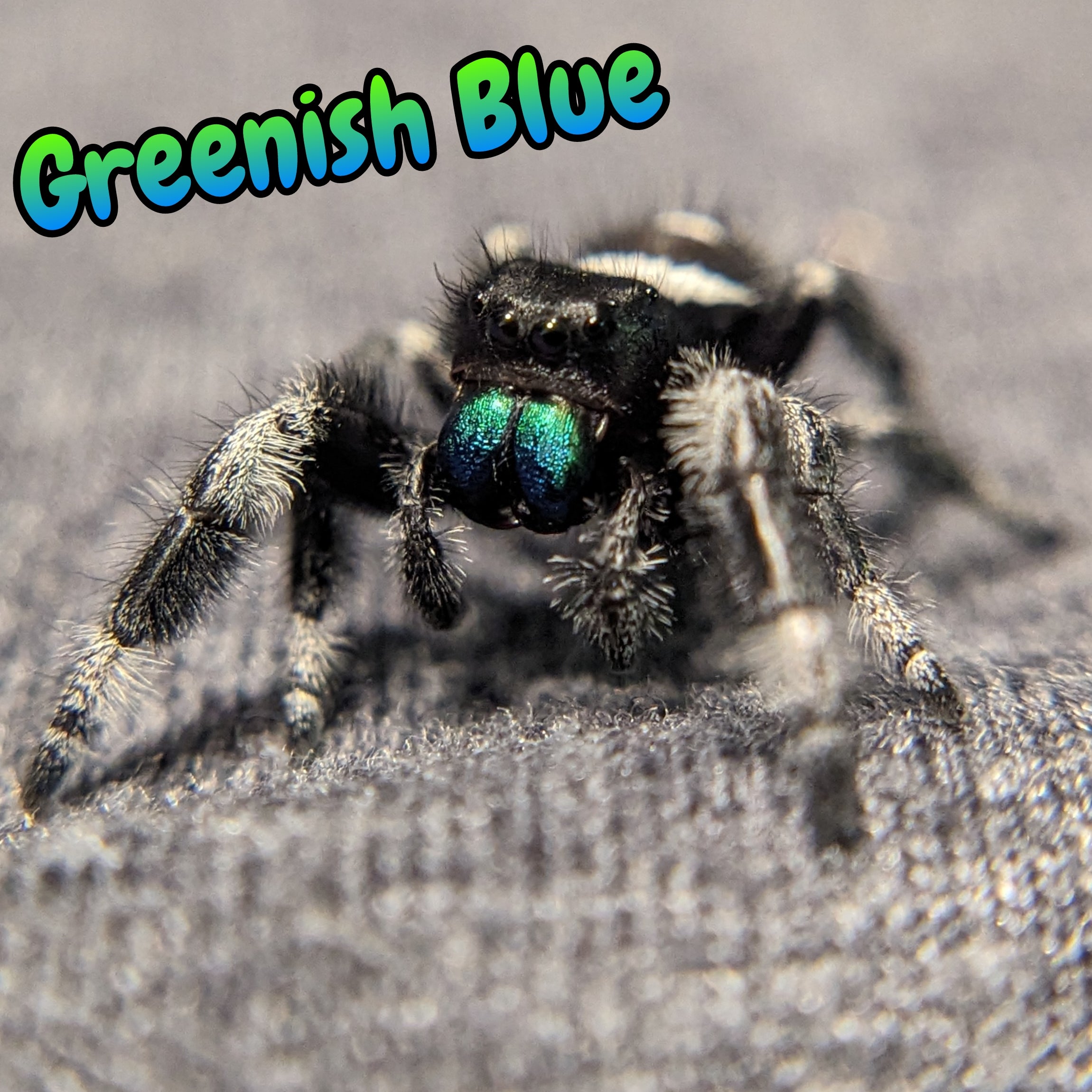 Regal Jumping Spider "Greenish Blue"