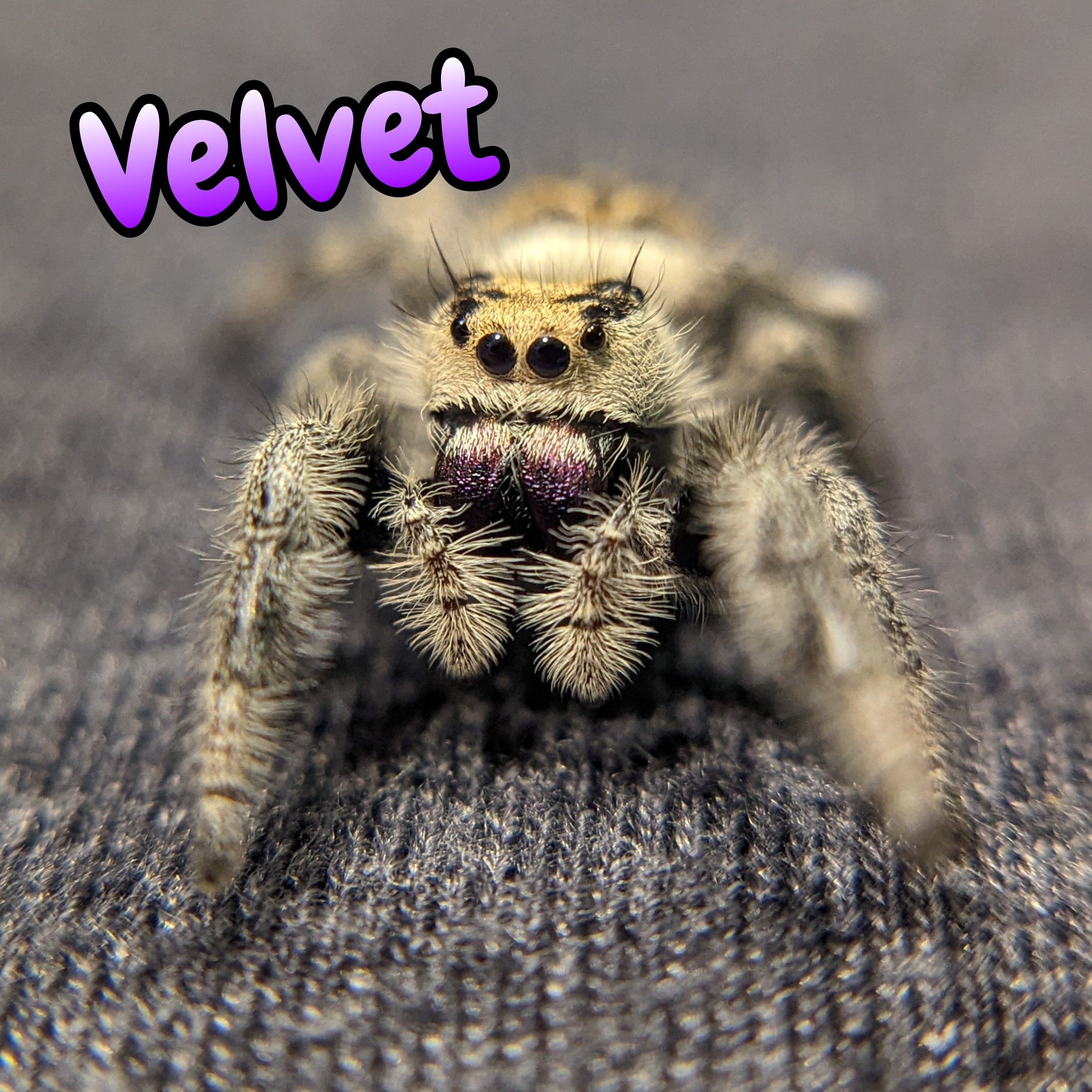Regal Jumping Spider "Velvet"