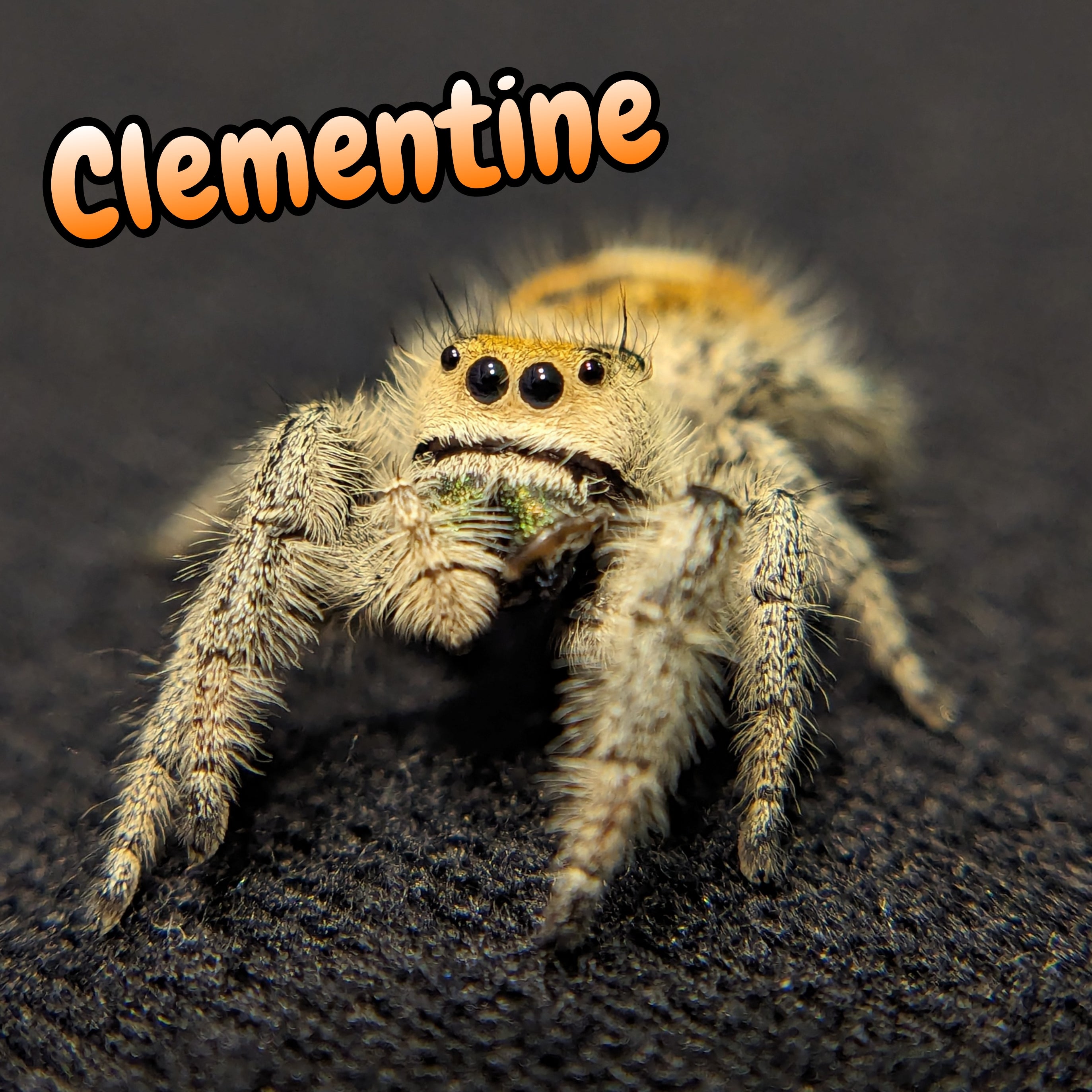 Regal Jumping Spider "Clementine"