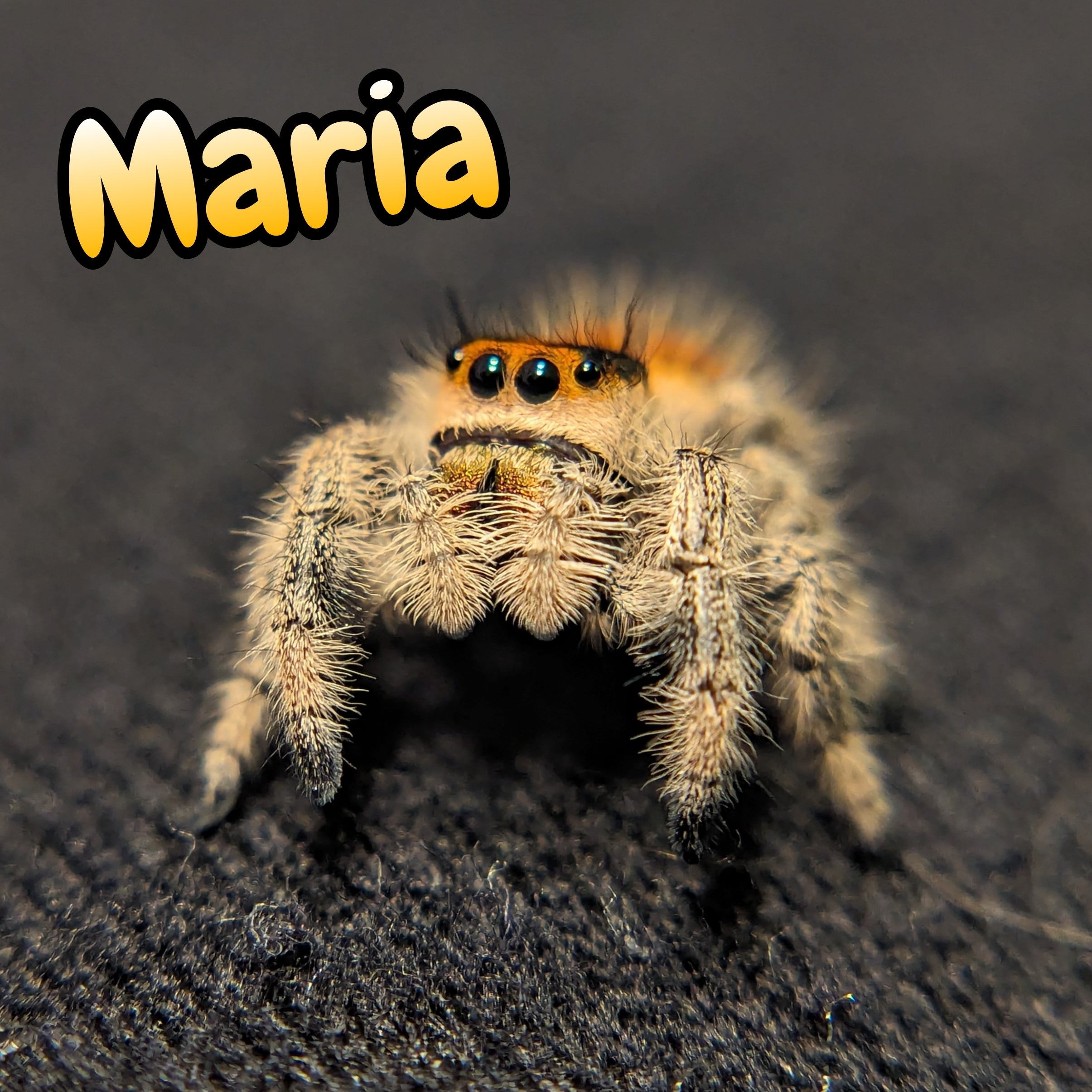 Regal Jumping Spider "Maria"