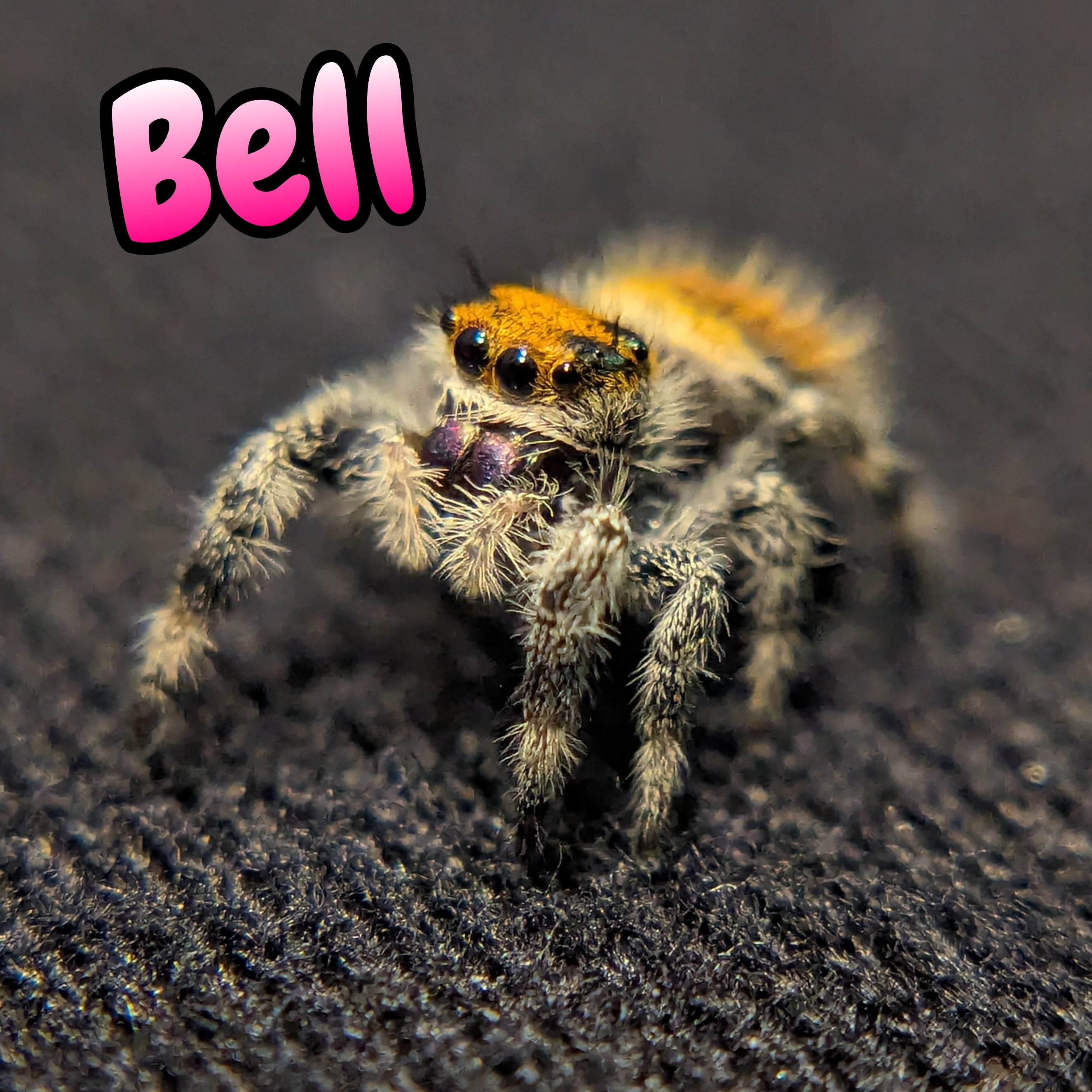 Regal Jumping Spider "Bell"