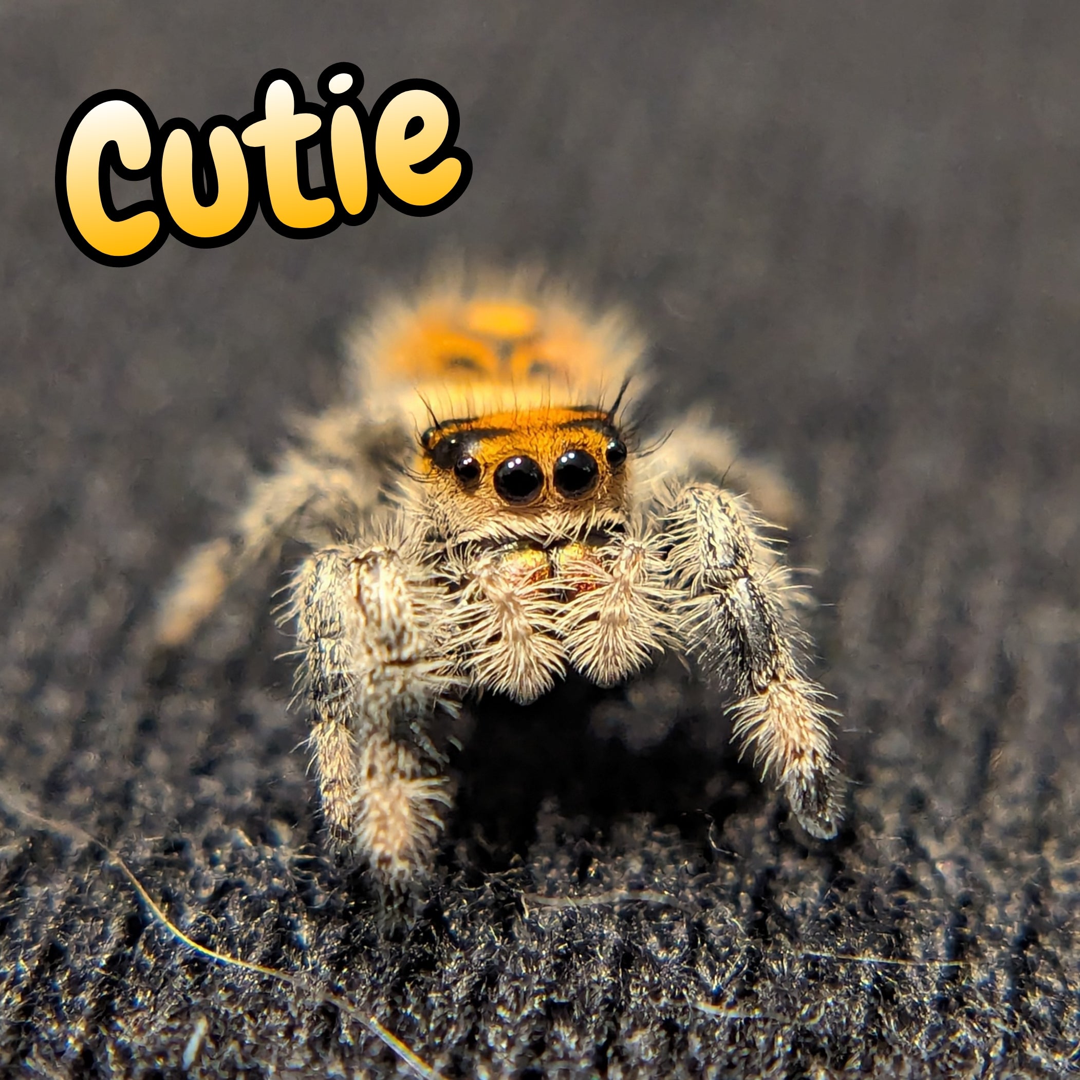 Regal Jumping Spider "Cutie"