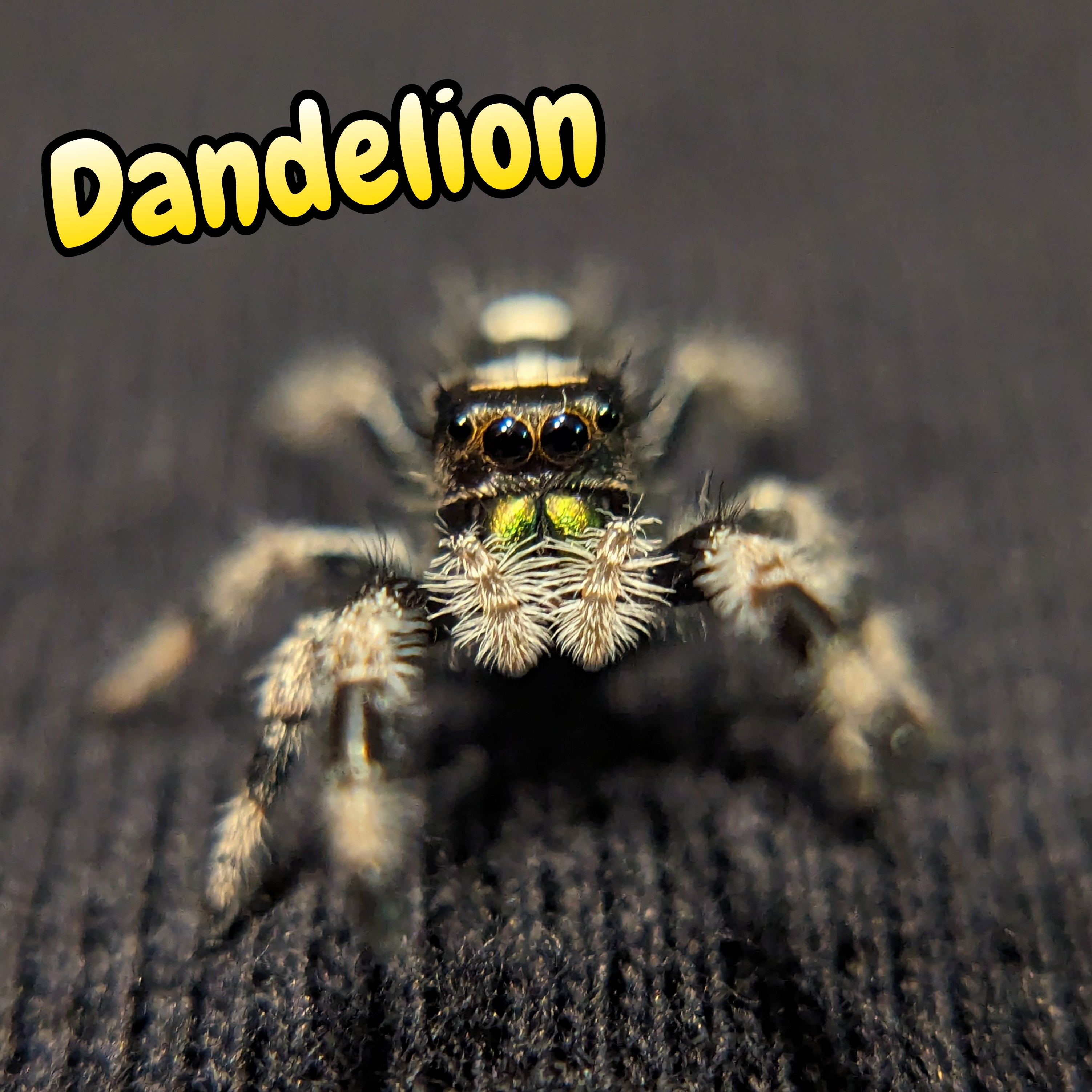 Apalachicola Regal Jumping Spider "Dandelion"