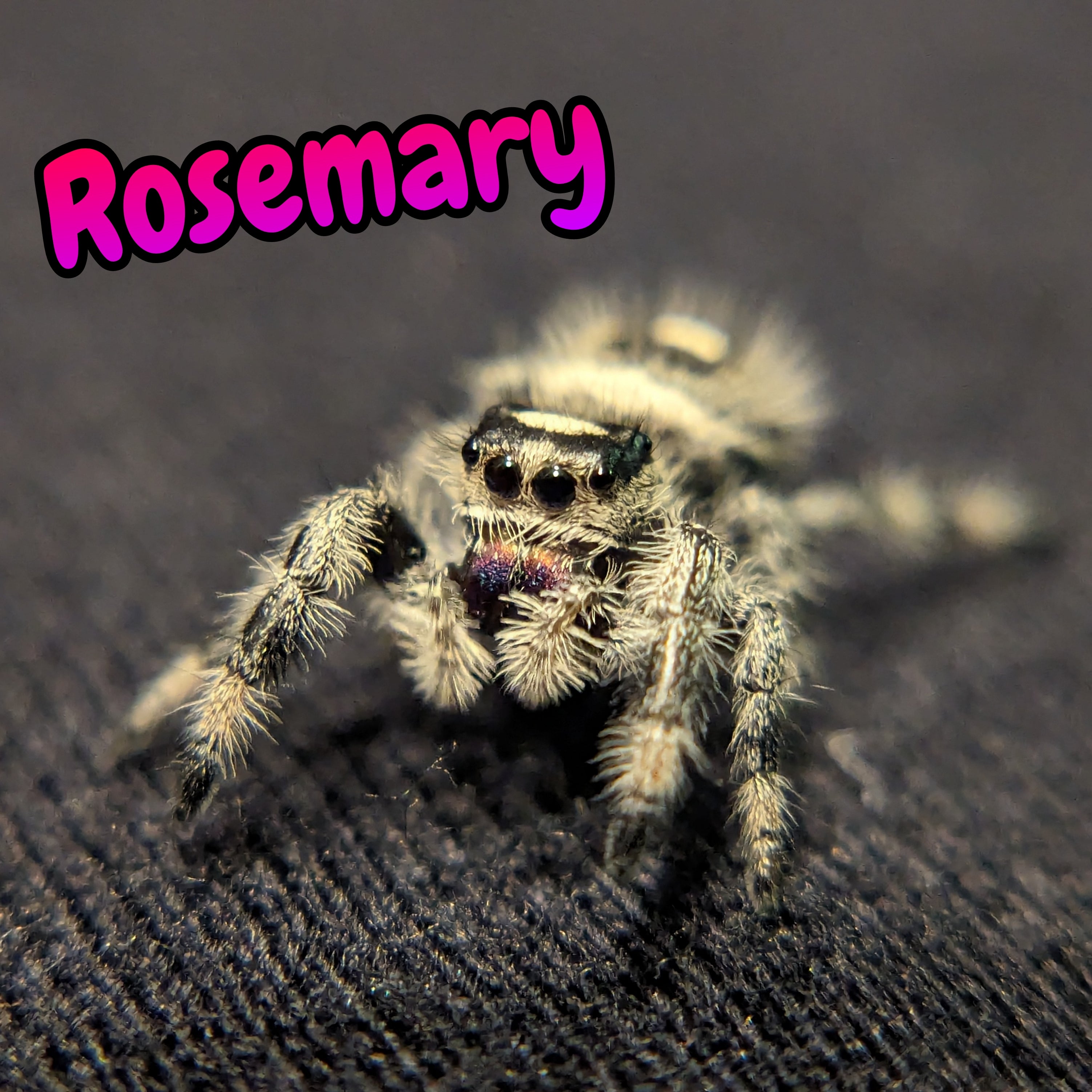 Apalachicola Regal Jumping Spider "Rosemary"
