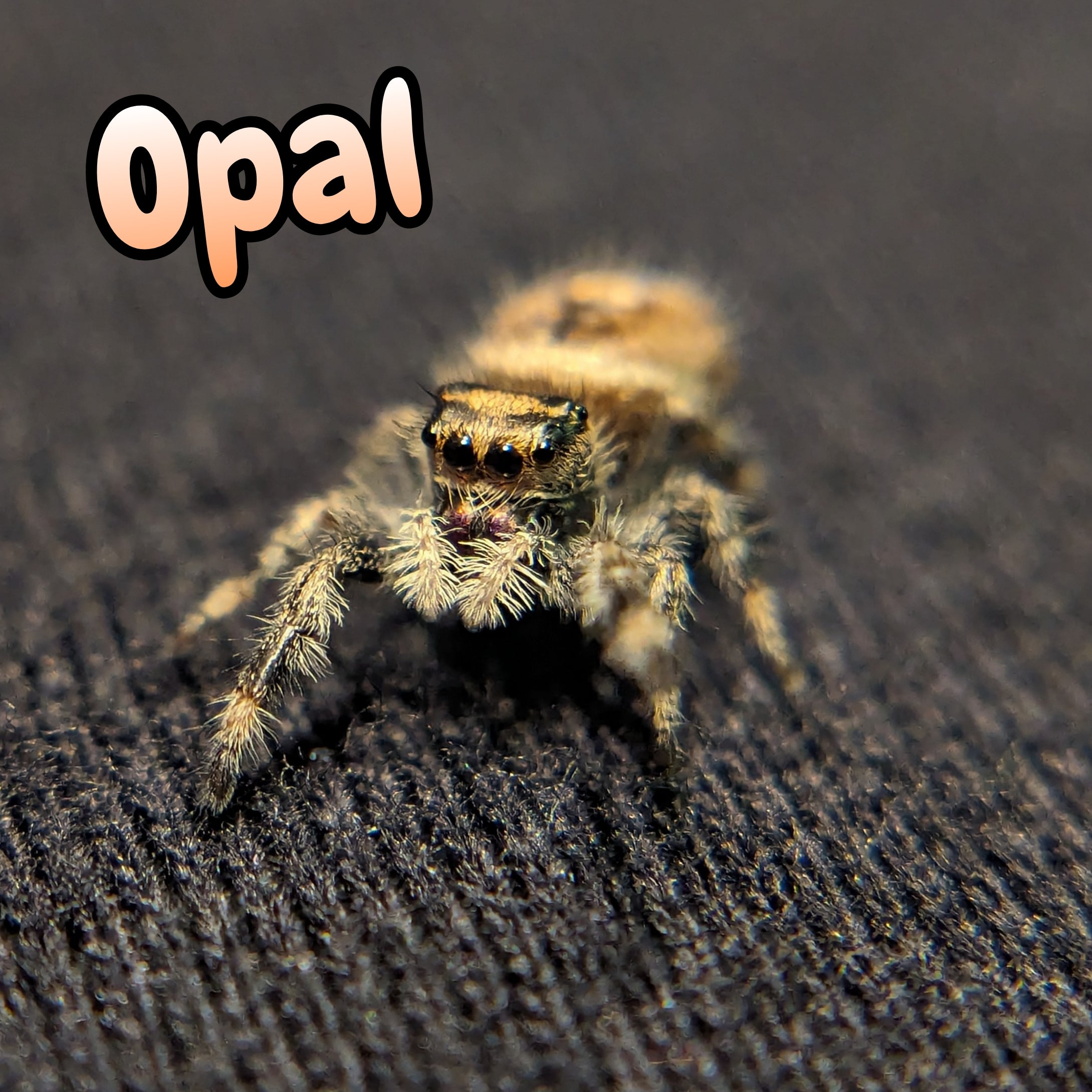 Regal Jumping Spider "Opal"