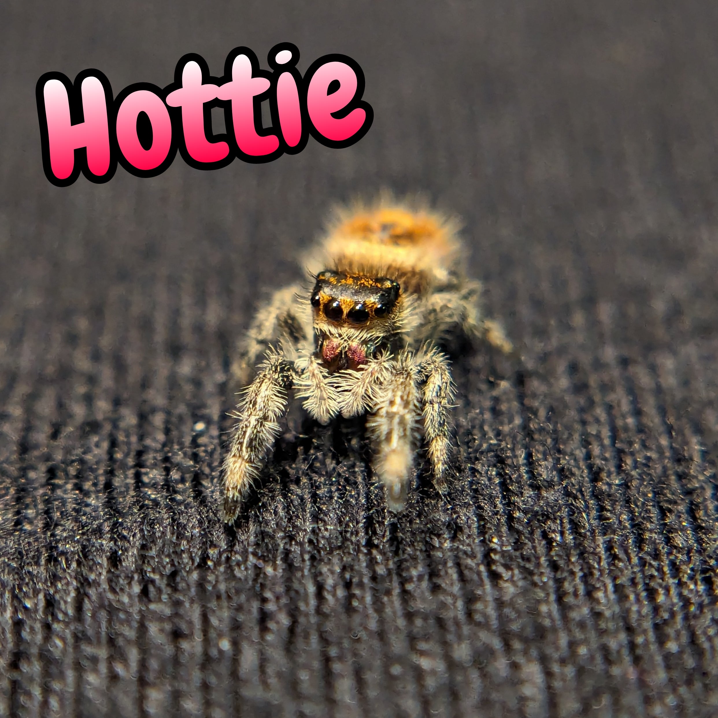 Regal Jumping Spider "Hotty"