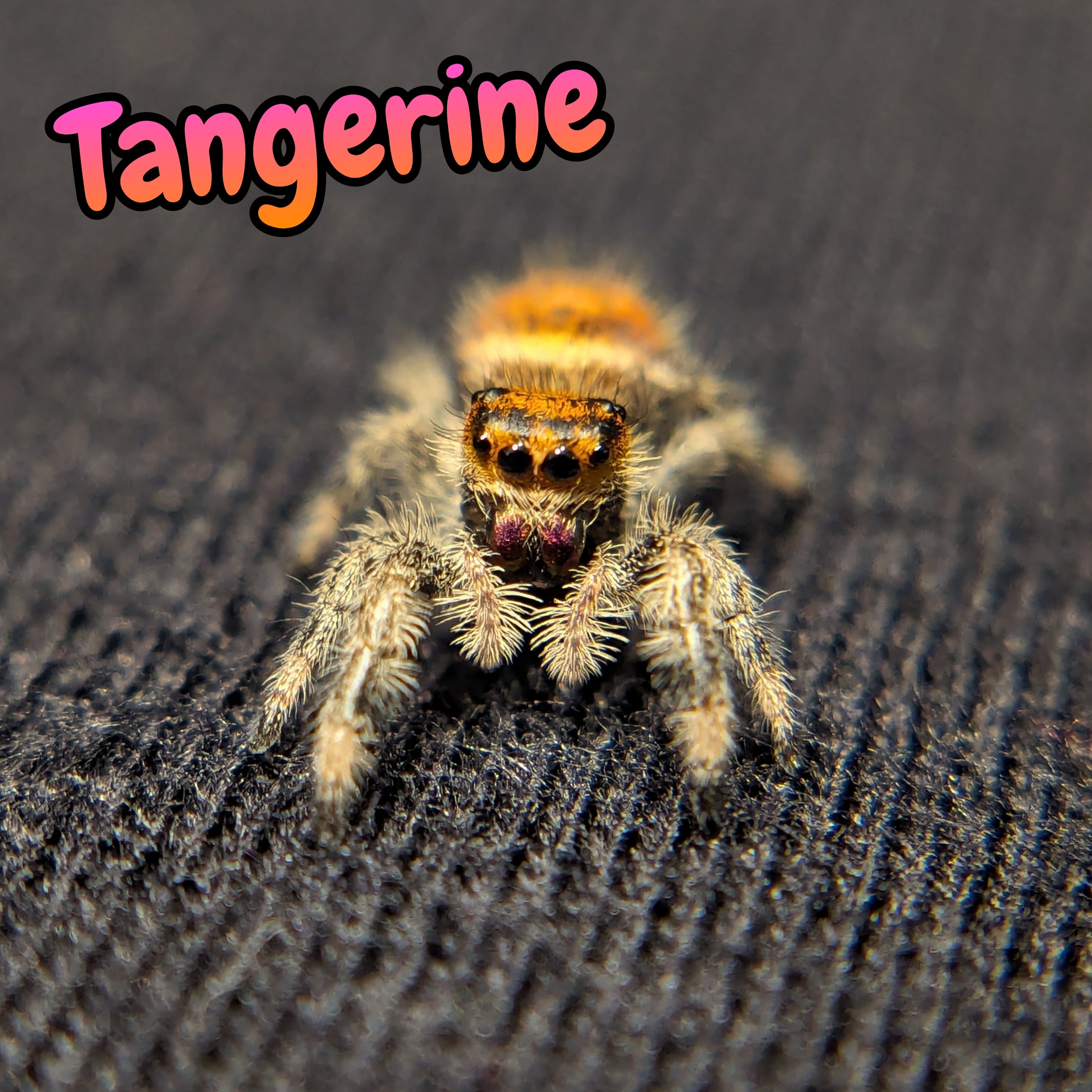 Regal Jumping Spider "Tangerine"