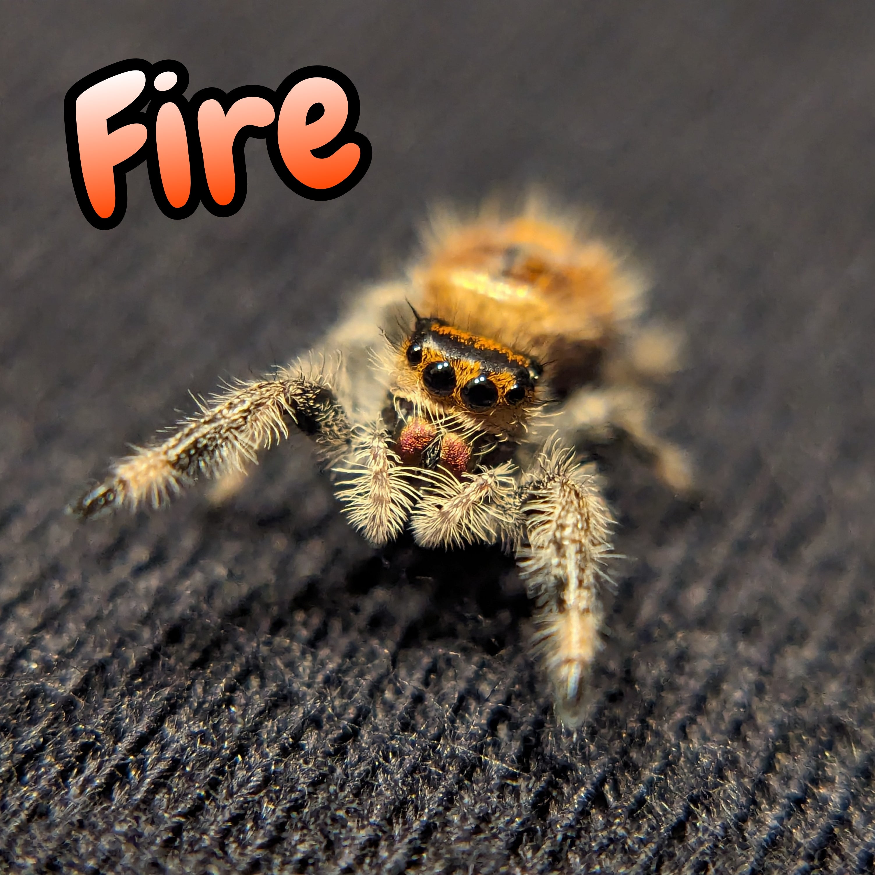 Regal Jumping Spider "Fire"