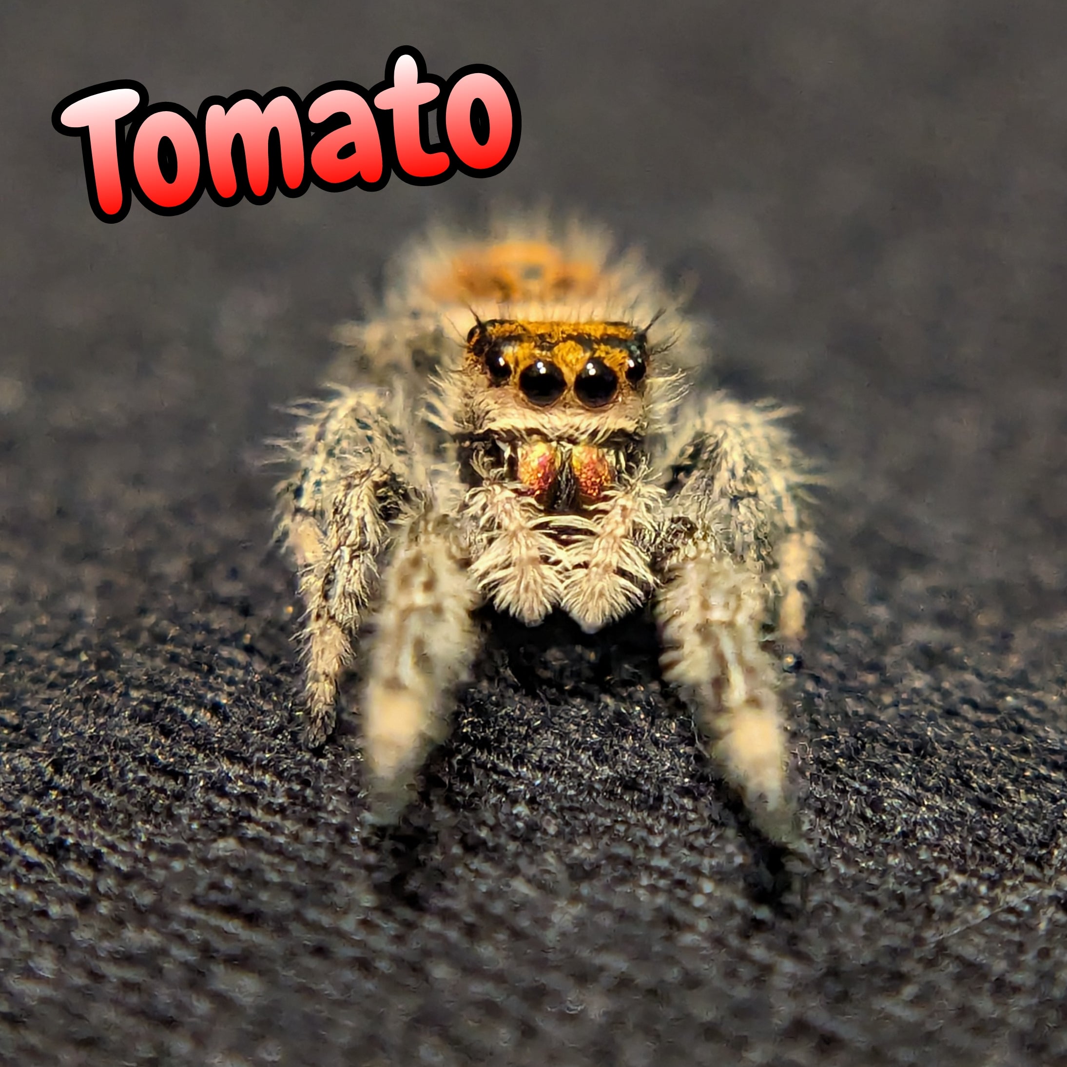 Regal Jumping Spider "Tomato"