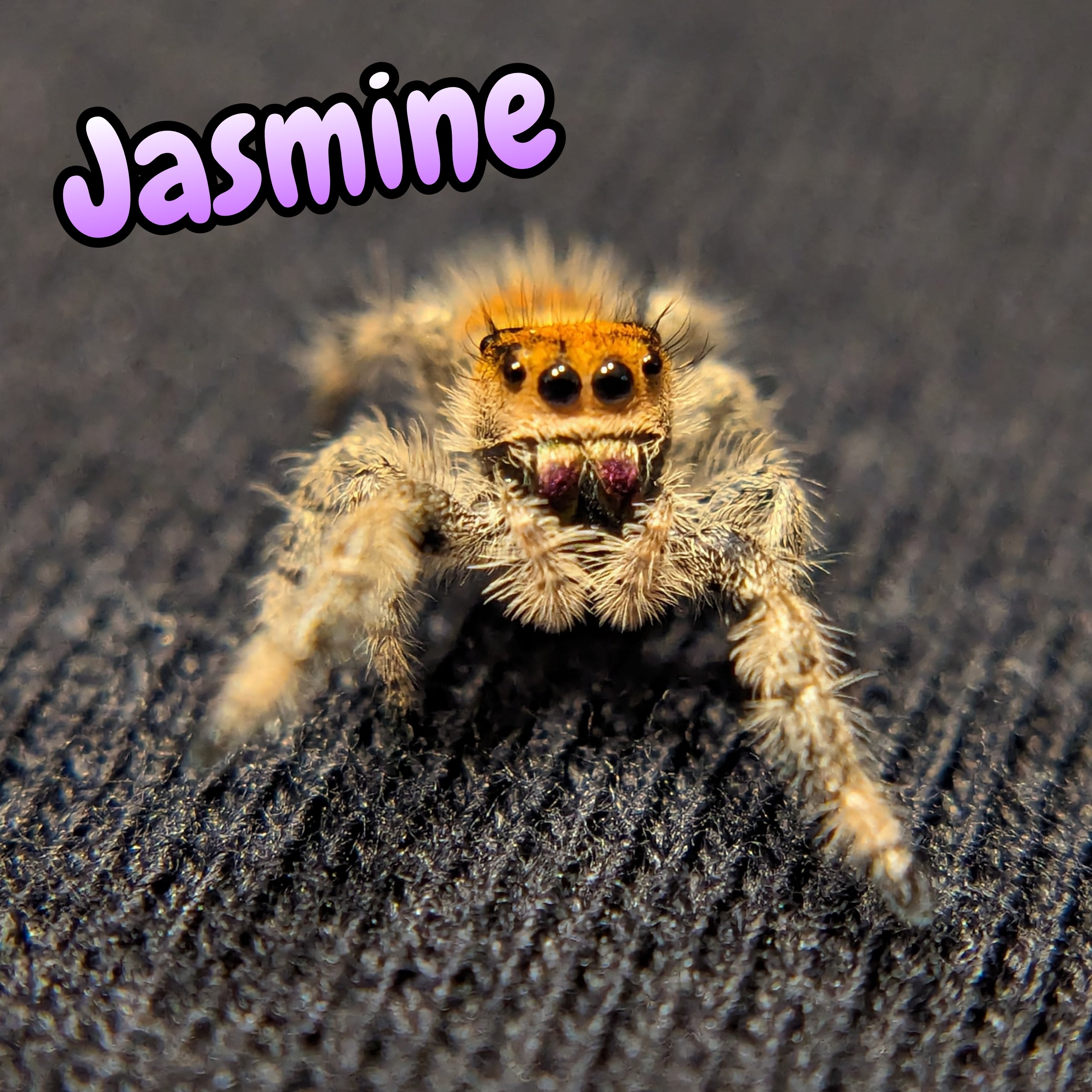 Regal Jumping Spider "Jasmine"