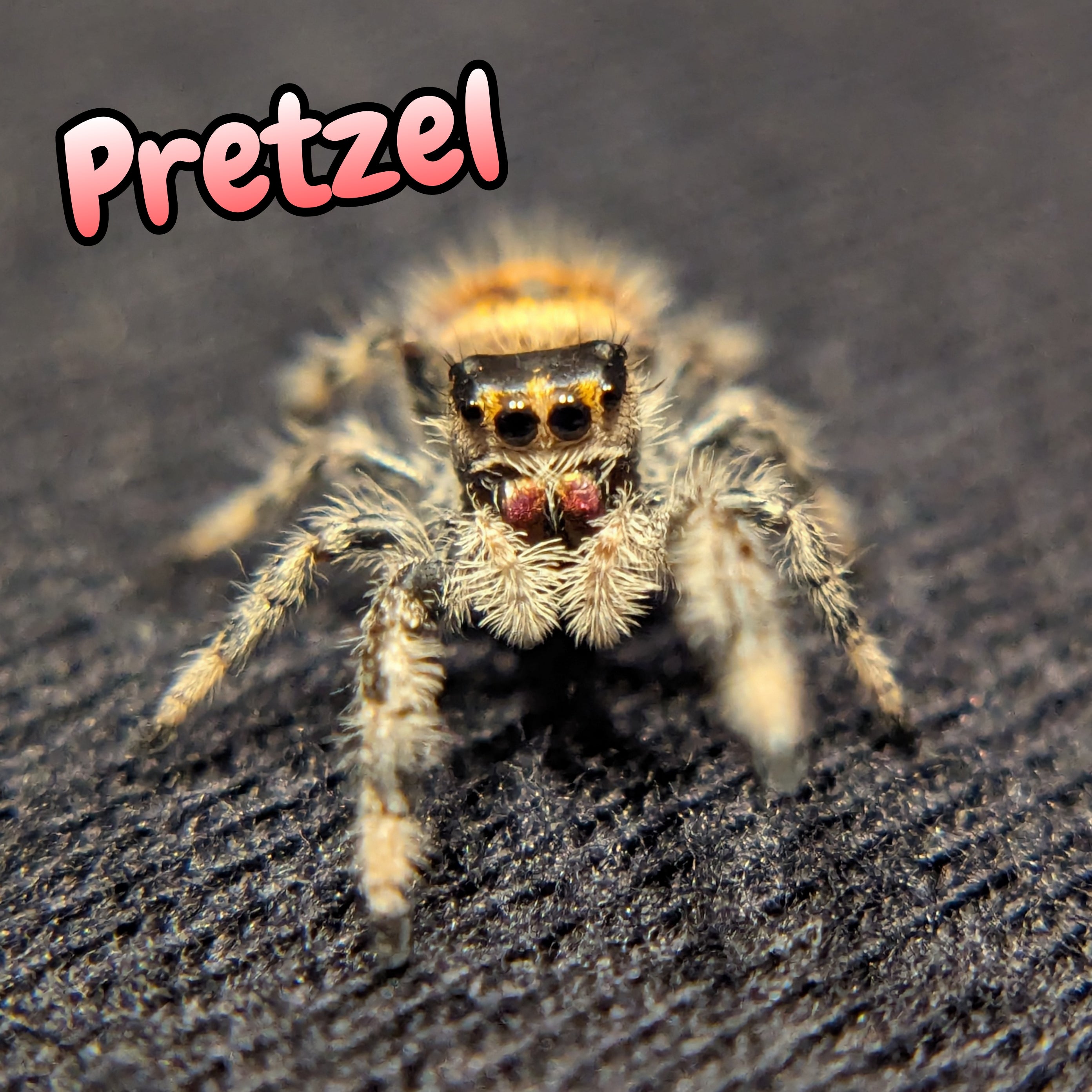 Regal Jumping Spider "Pretzel"