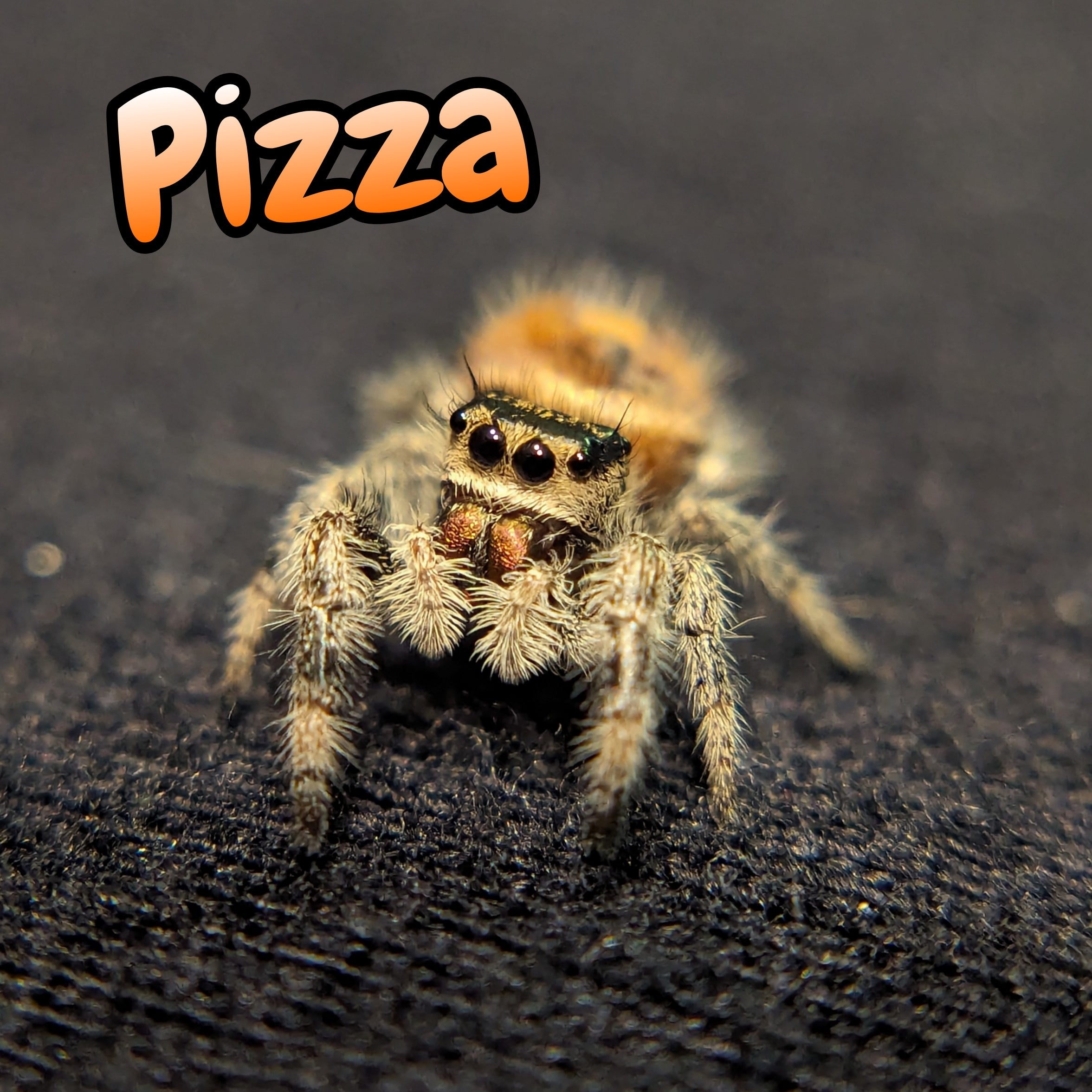 Regal Jumping Spider "Pizza"