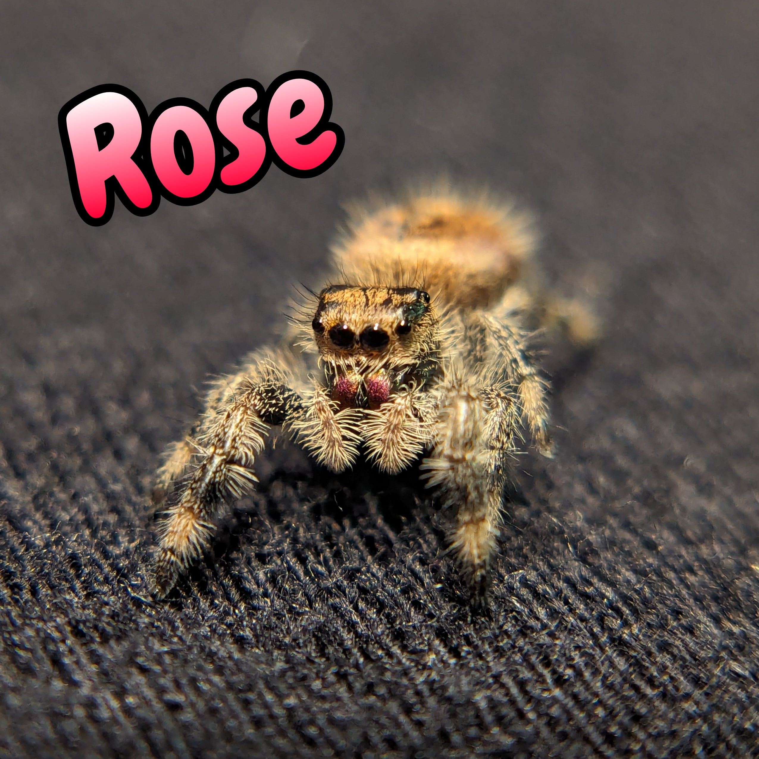 Regal Jumping Spider "Rose"