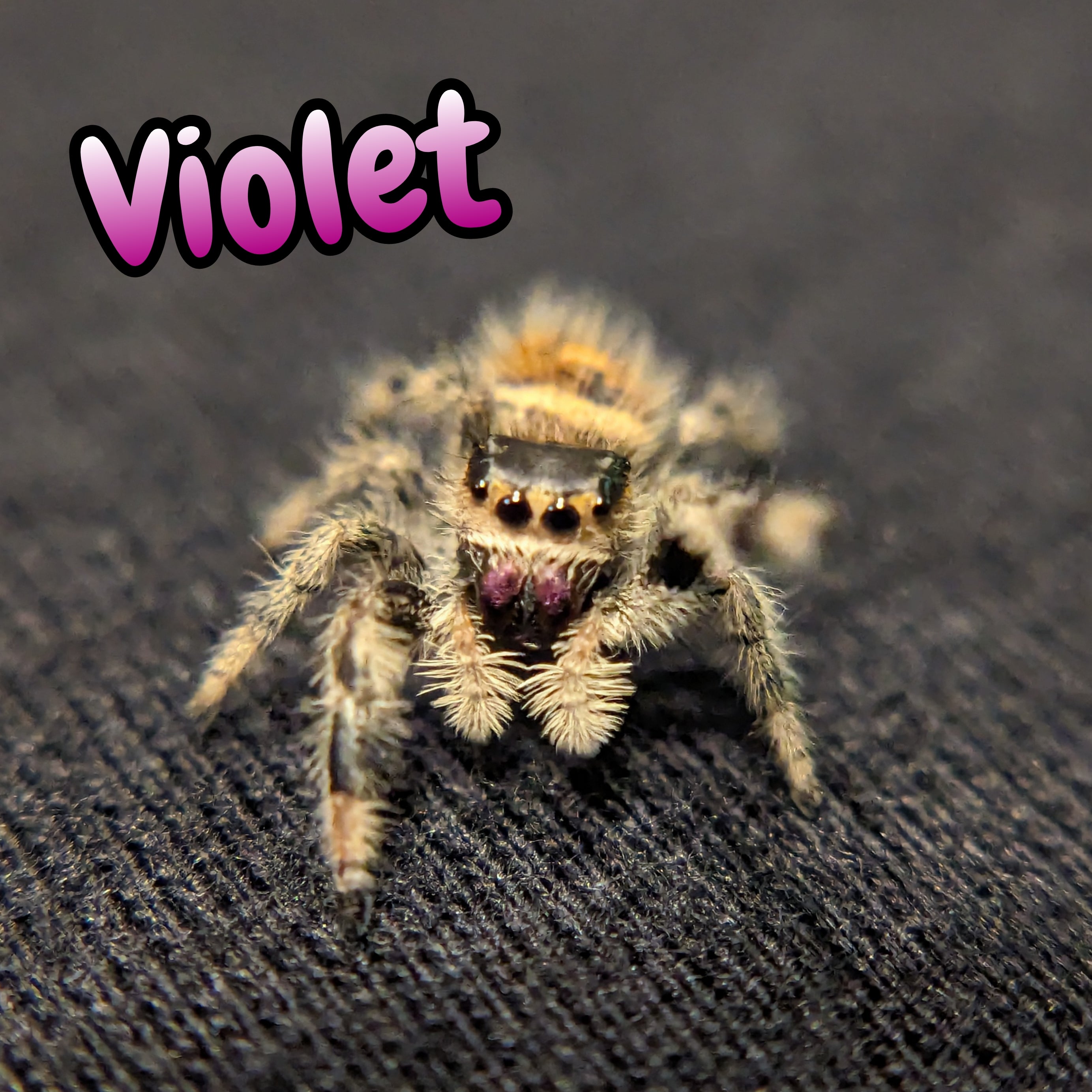 Regal Jumping Spider "Violet"