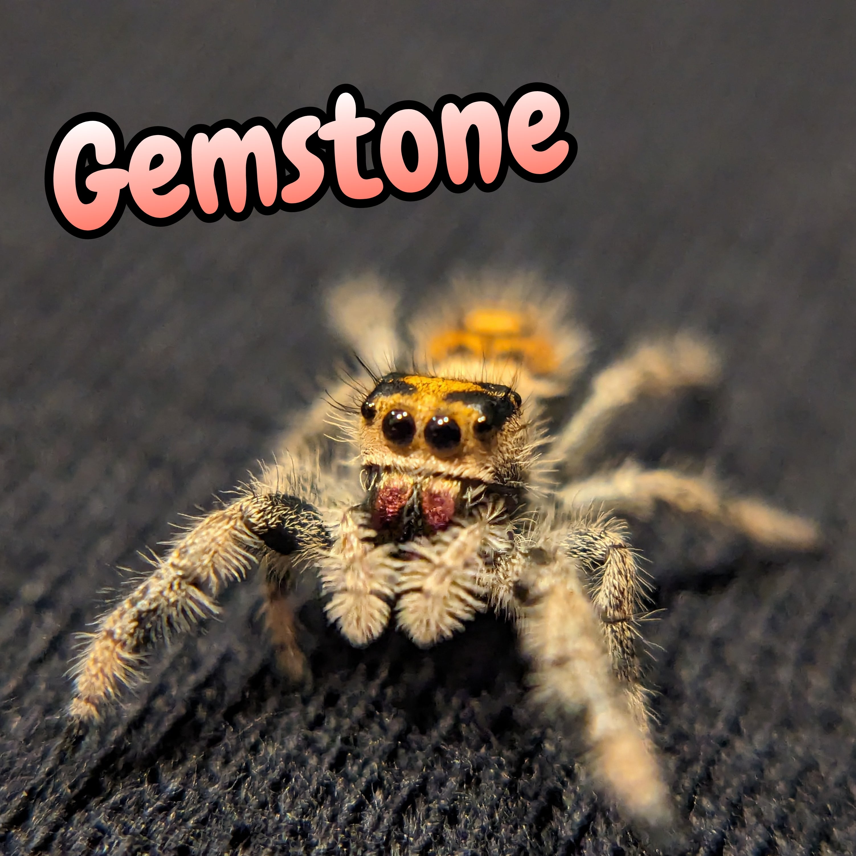 Regal Jumping Spider "Gemstone"