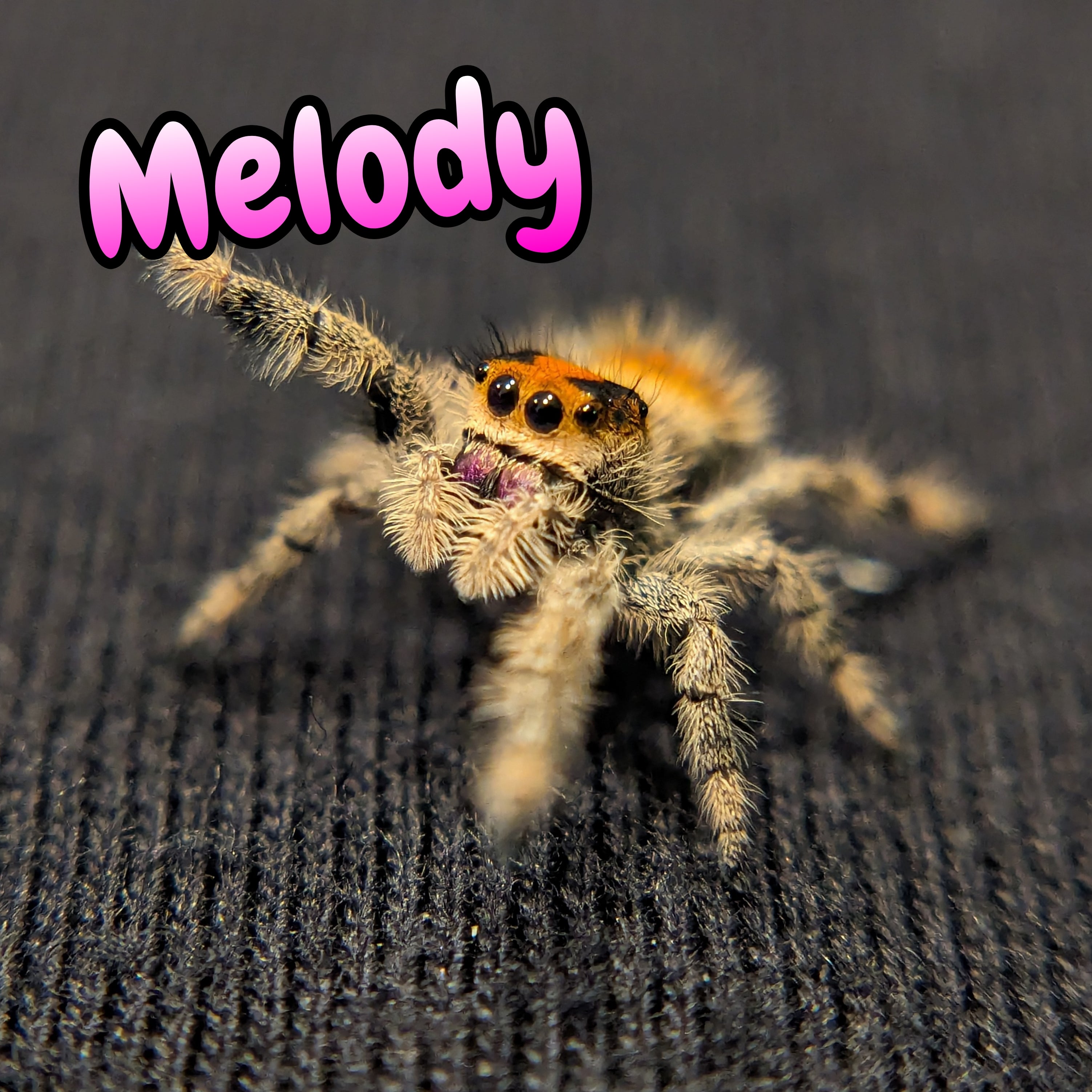 Regal Jumping Spider "Melody"