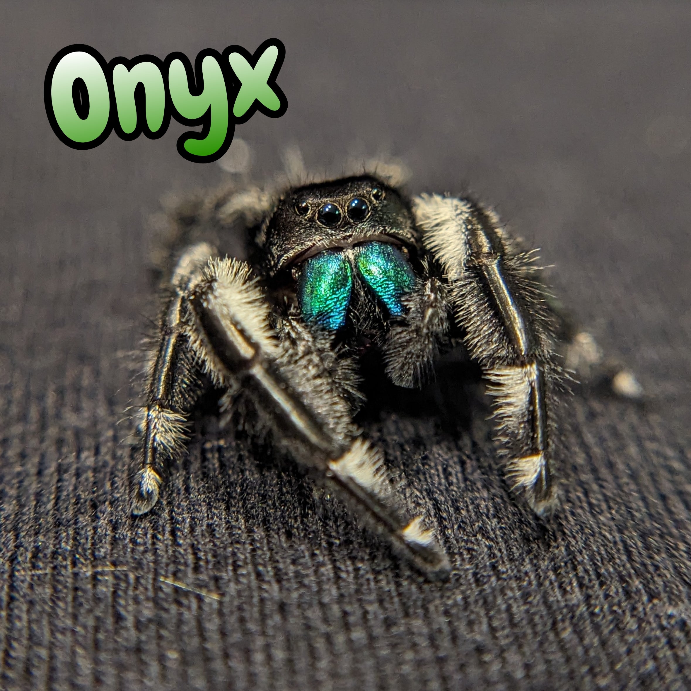 Regal Jumping Spider "Onyx"