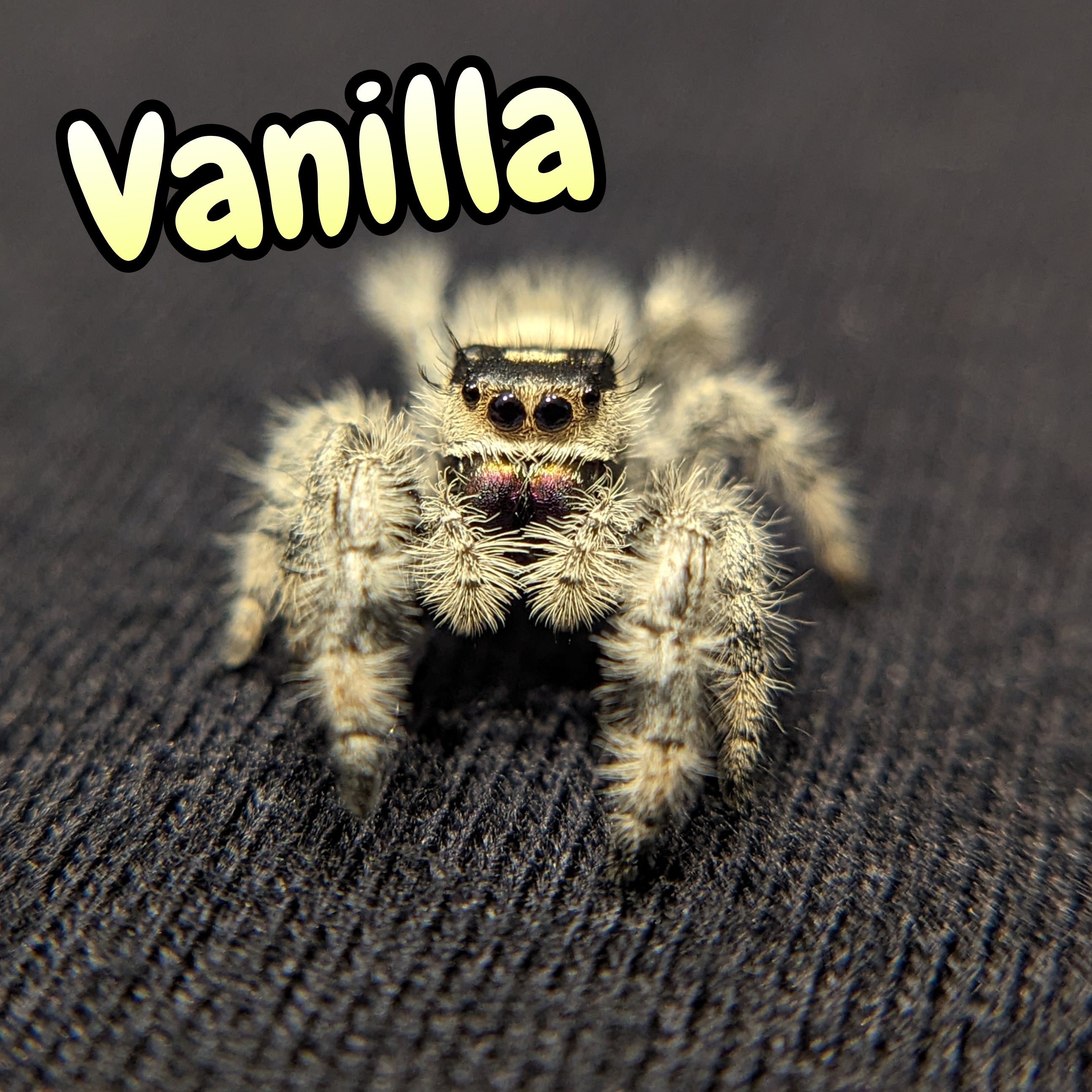Regal Jumping Spider "Vanilla"
