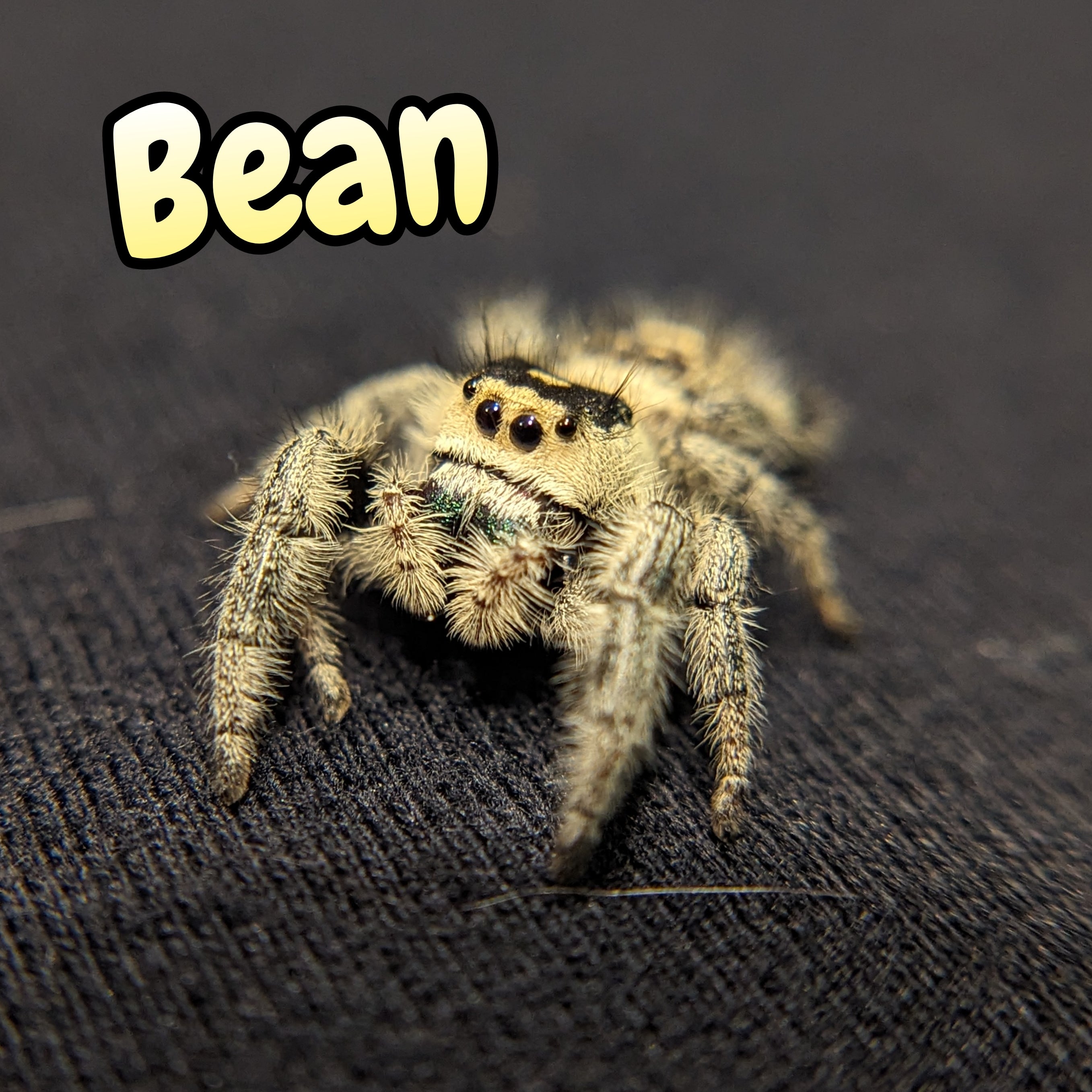 Regal Jumping Spider "Bean"