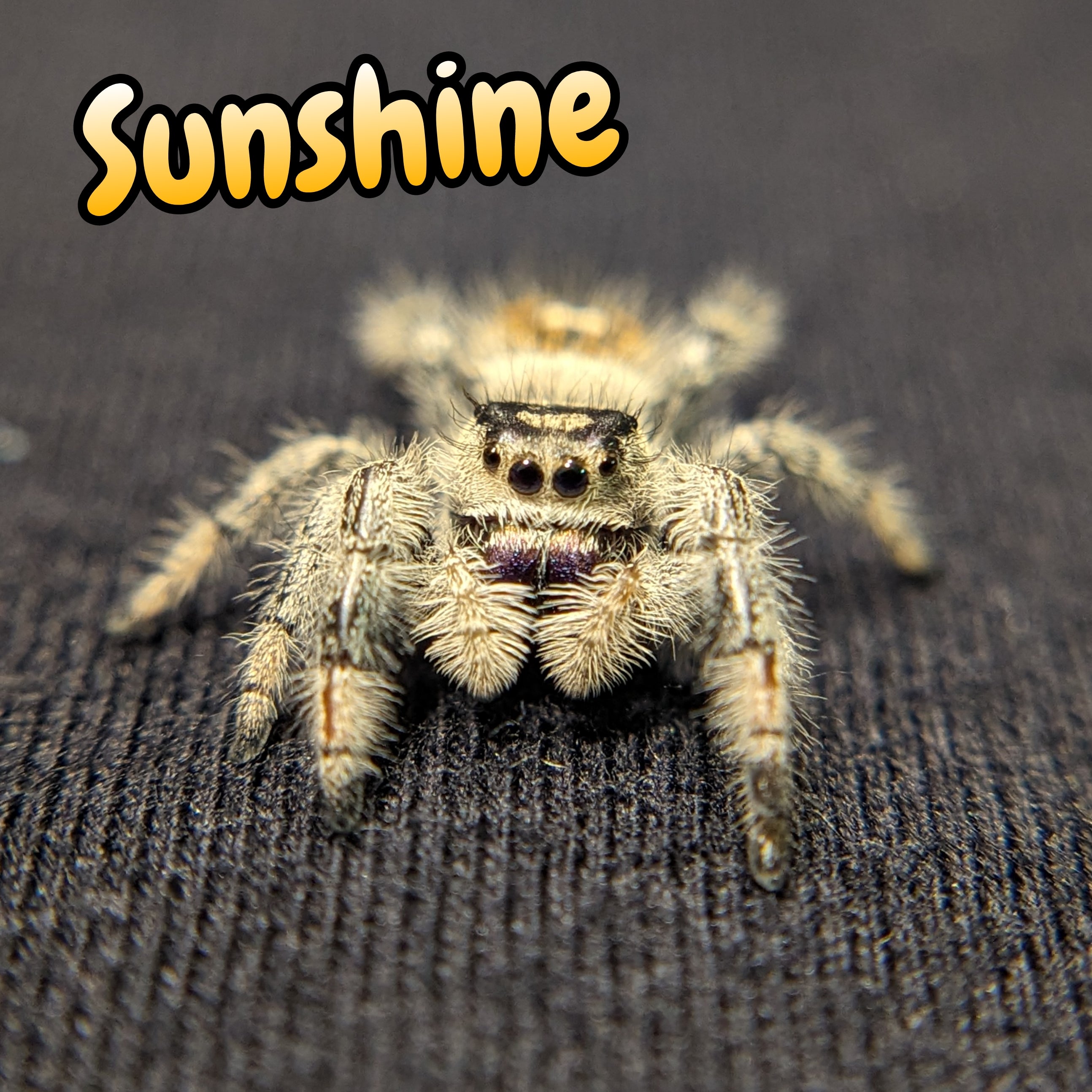 Regal Jumping Spider "Sunshine"