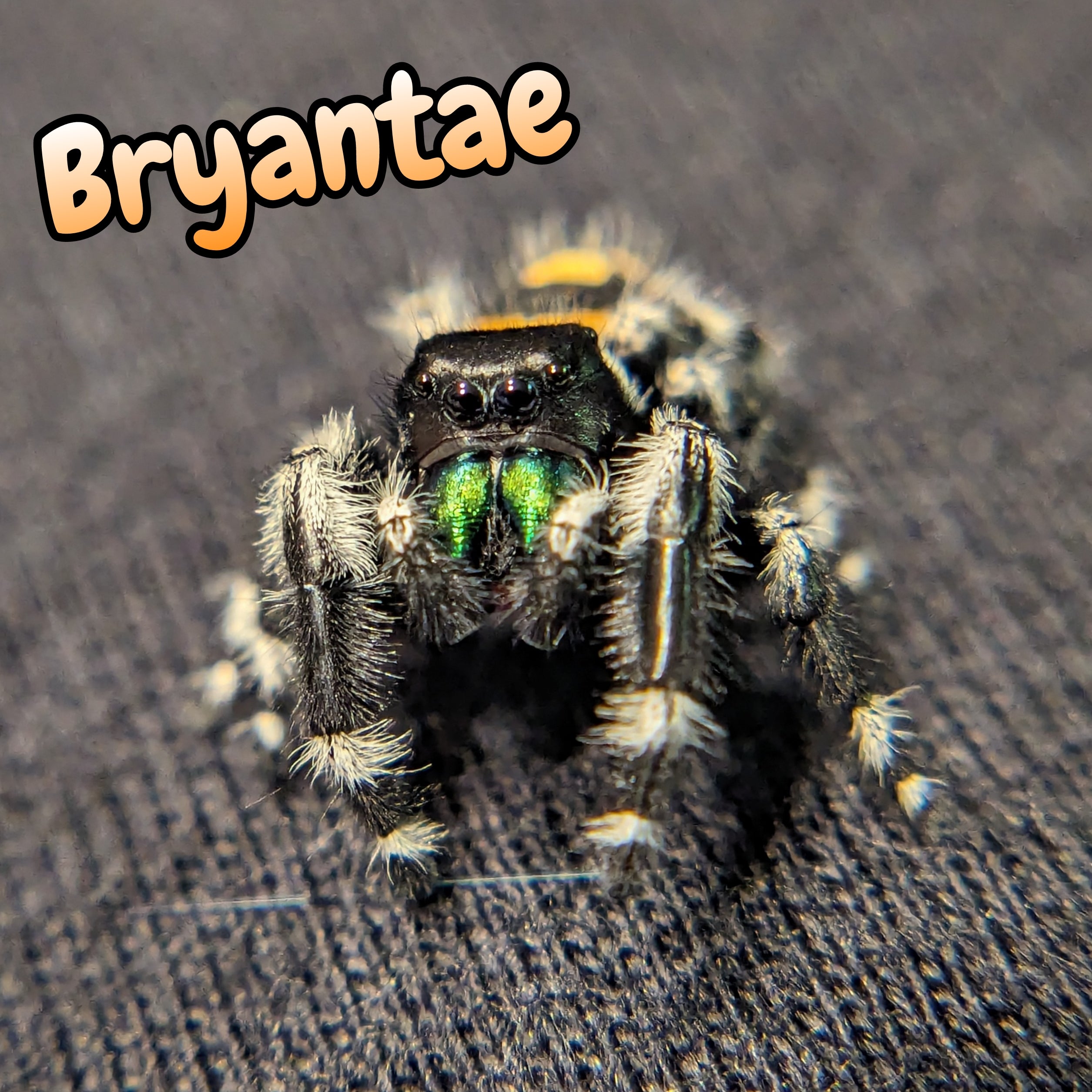 Audax bryantae Jumping Spider