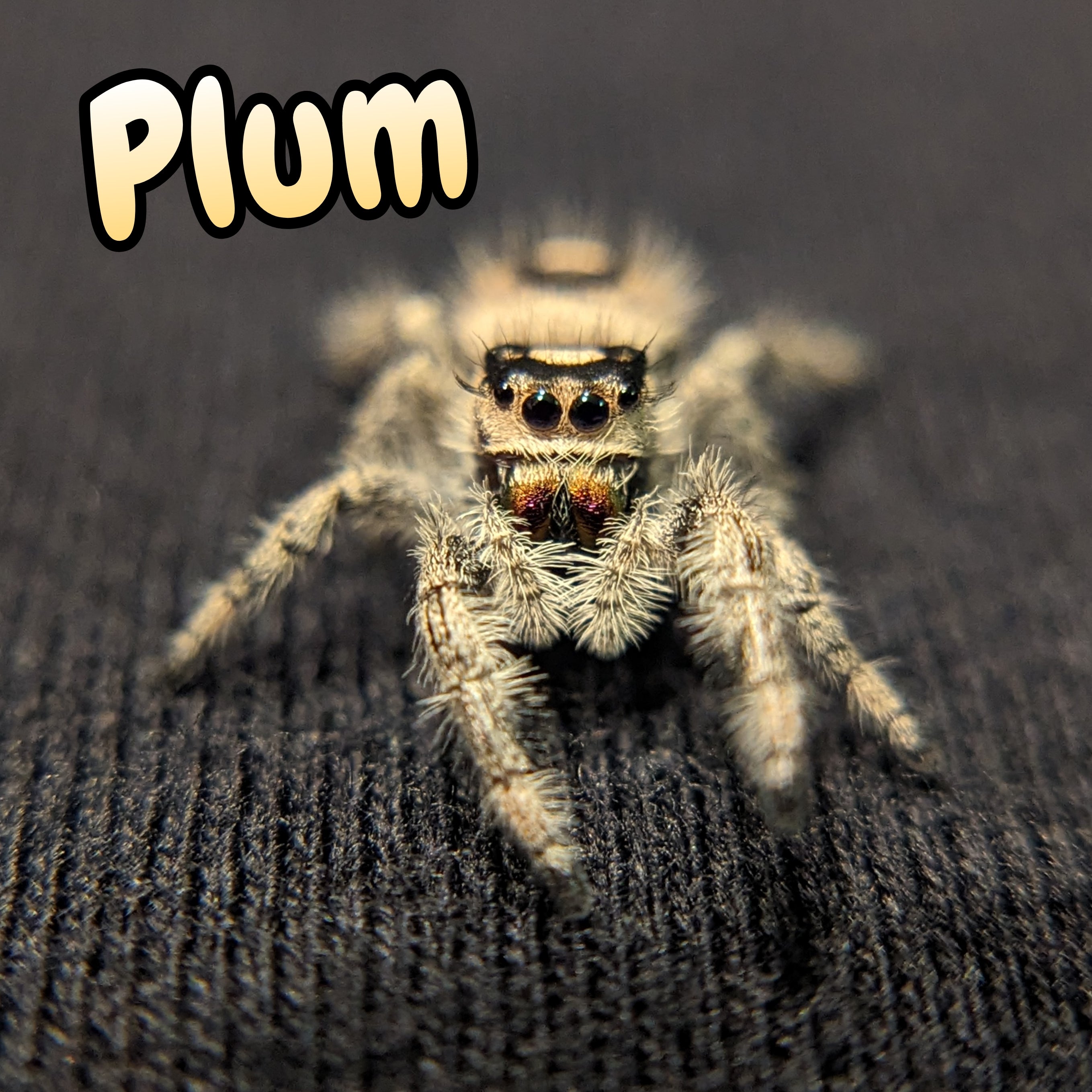 Apalachicola Regal Jumping Spider "Plum"
