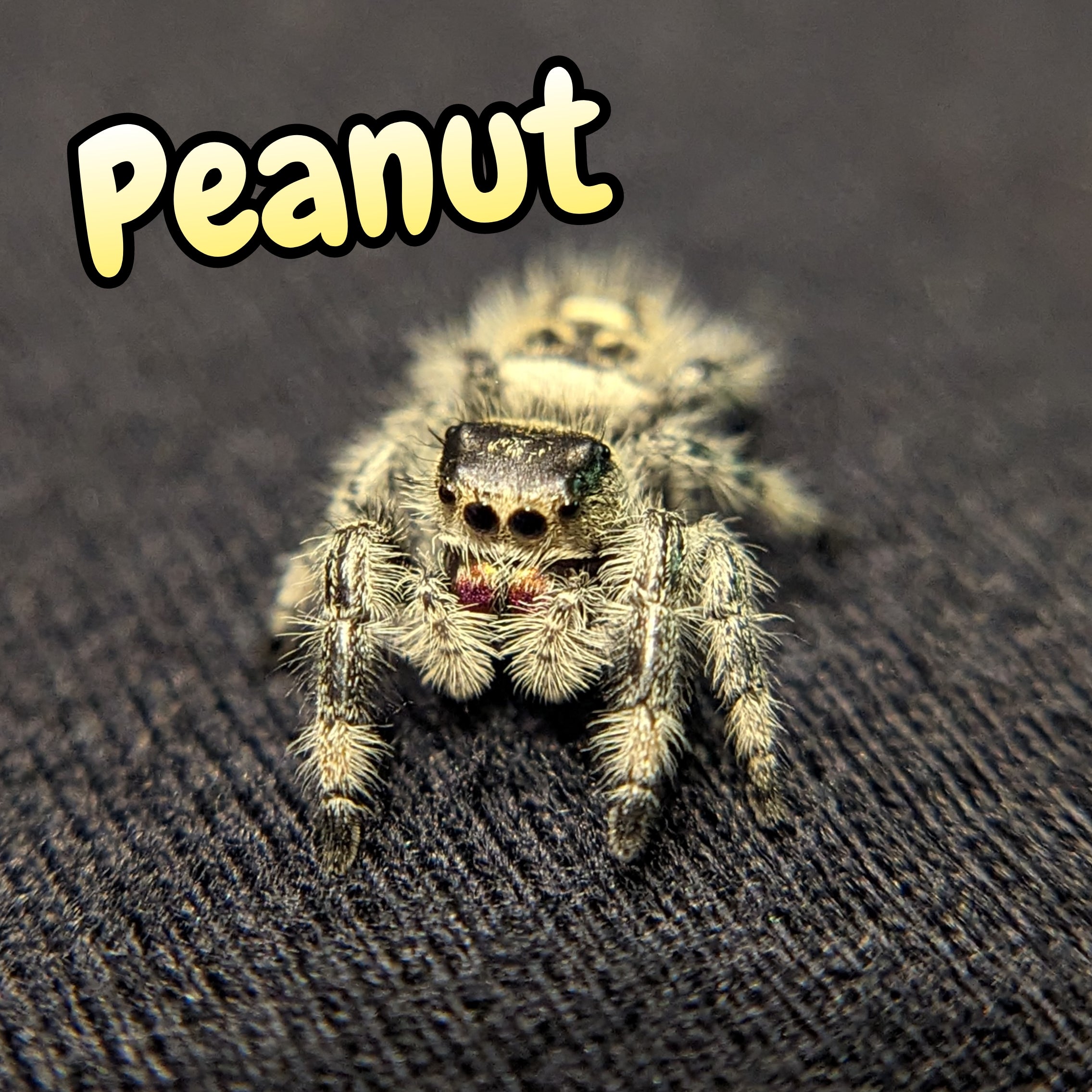 Regal Jumping Spider "Peanut"