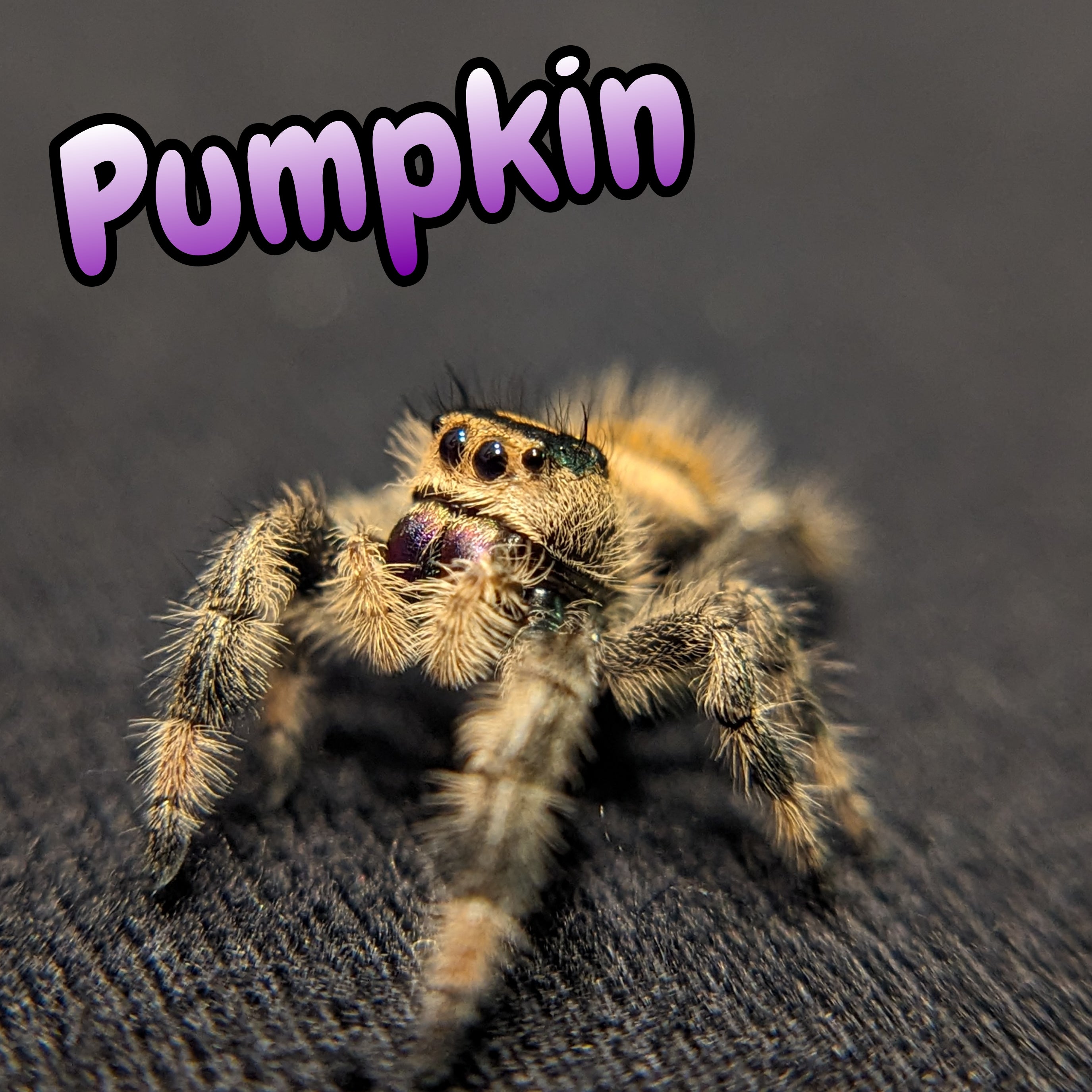 Apalachicola Regal Jumping Spider "Pumpkin"
