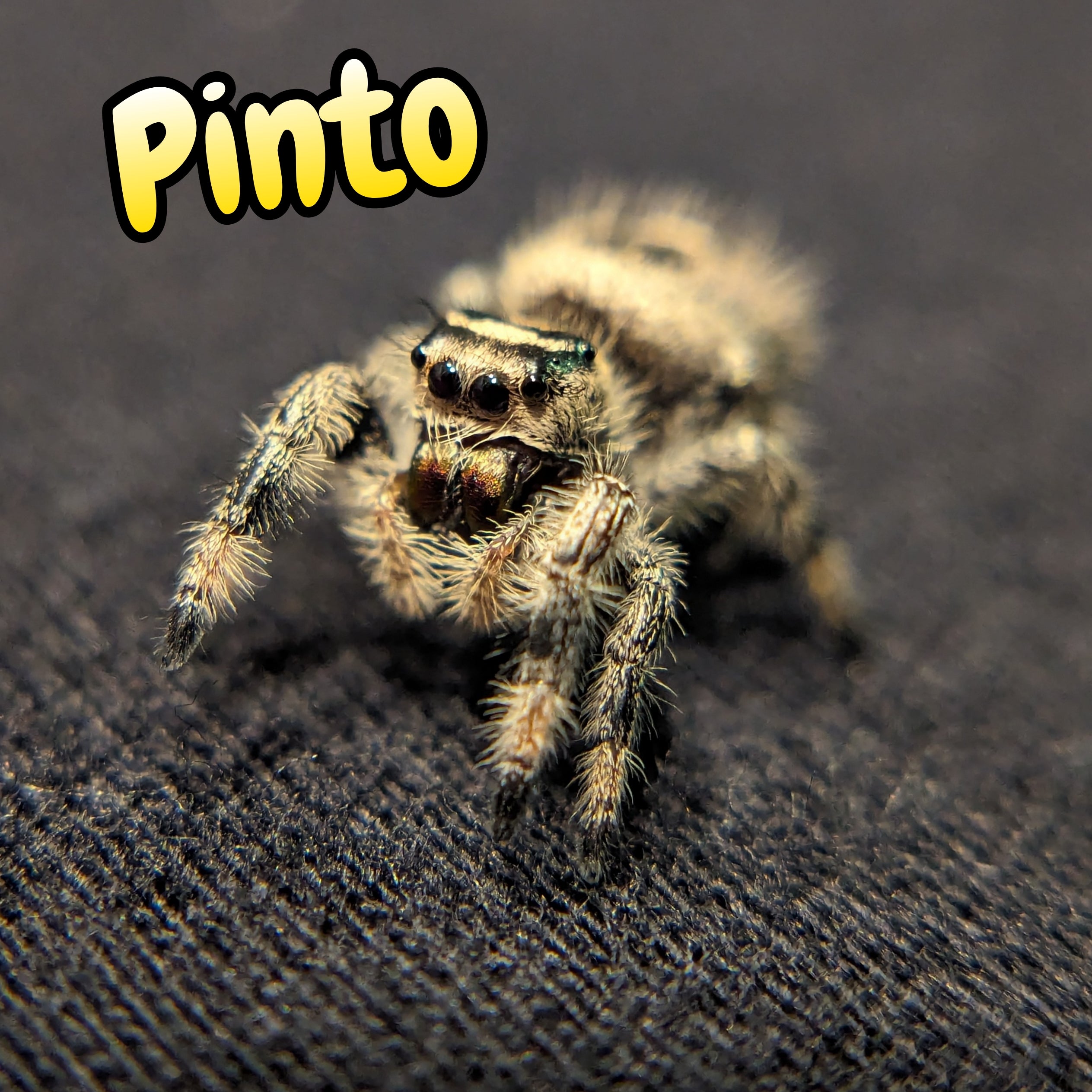 Regal Jumping Spider "Pinto"