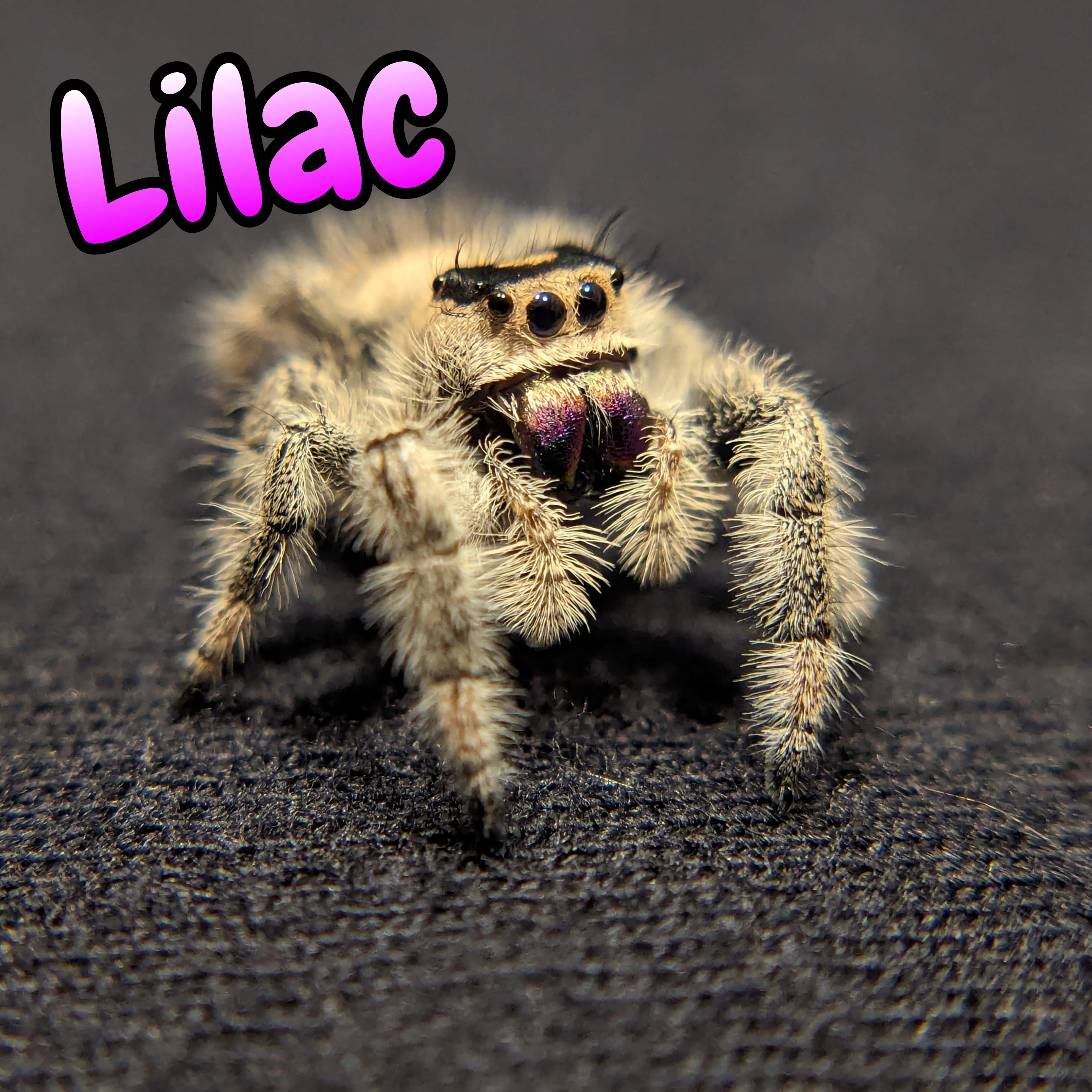 Regal Jumping Spider "Lilac"