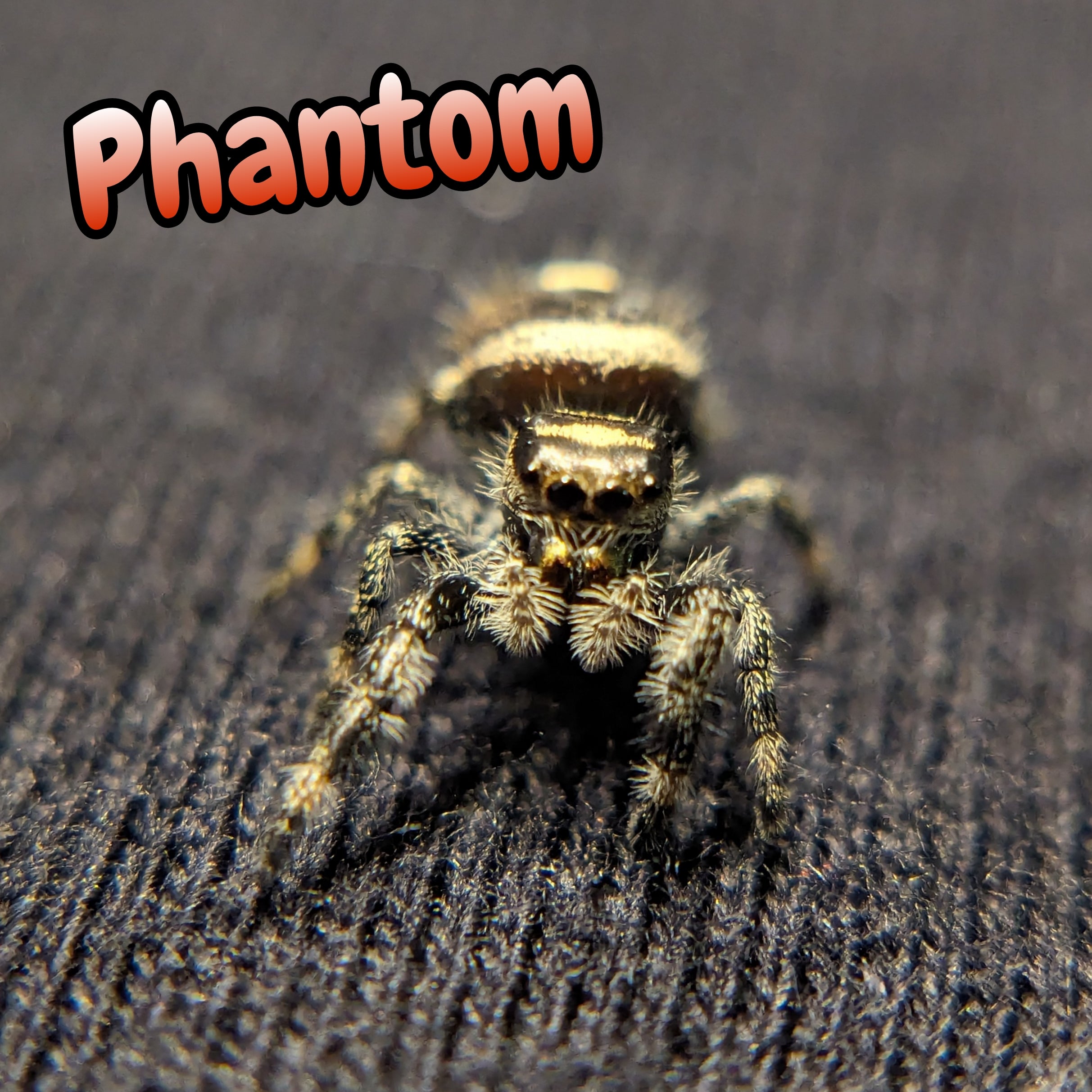 Regal Jumping Spider "Phantom"
