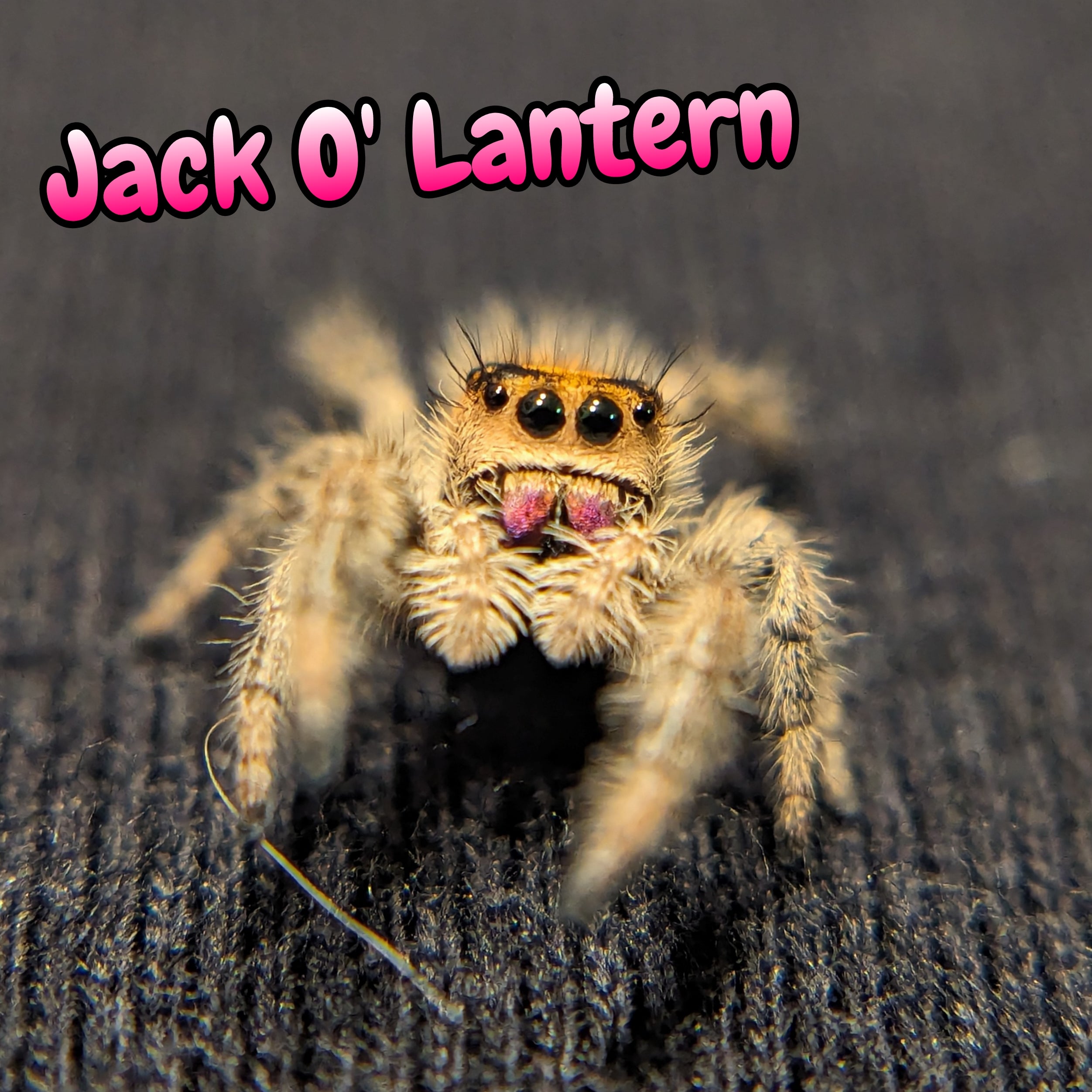 Regal Jumping Spider "Jack O' Lantern"