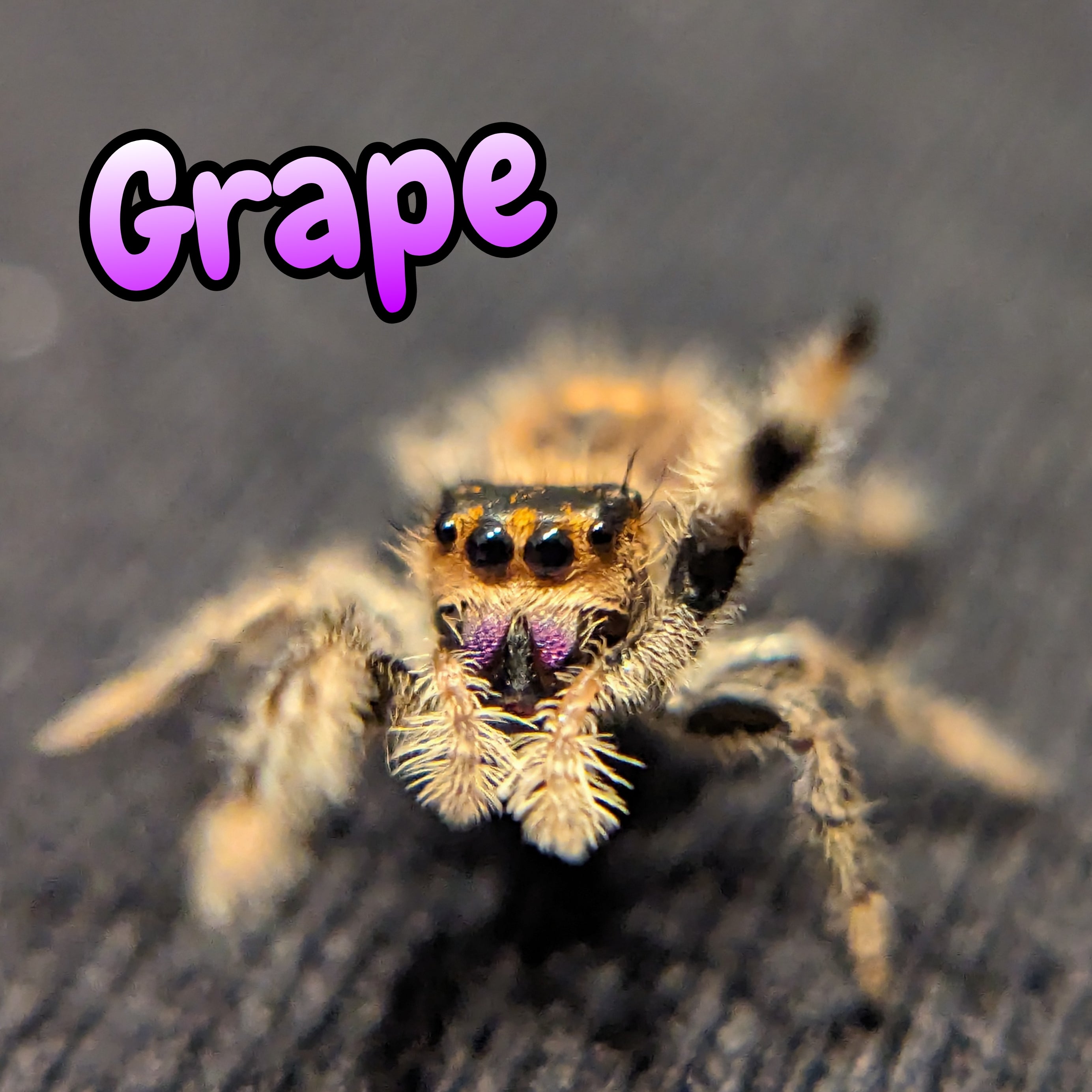 Regal Jumping Spider "Grape"