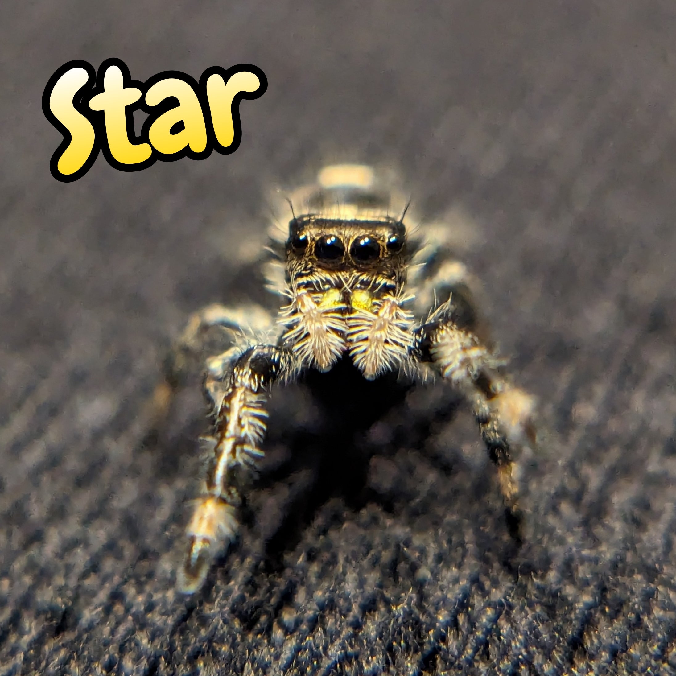 Regal Jumping Spider "Star" (Dark Phase)
